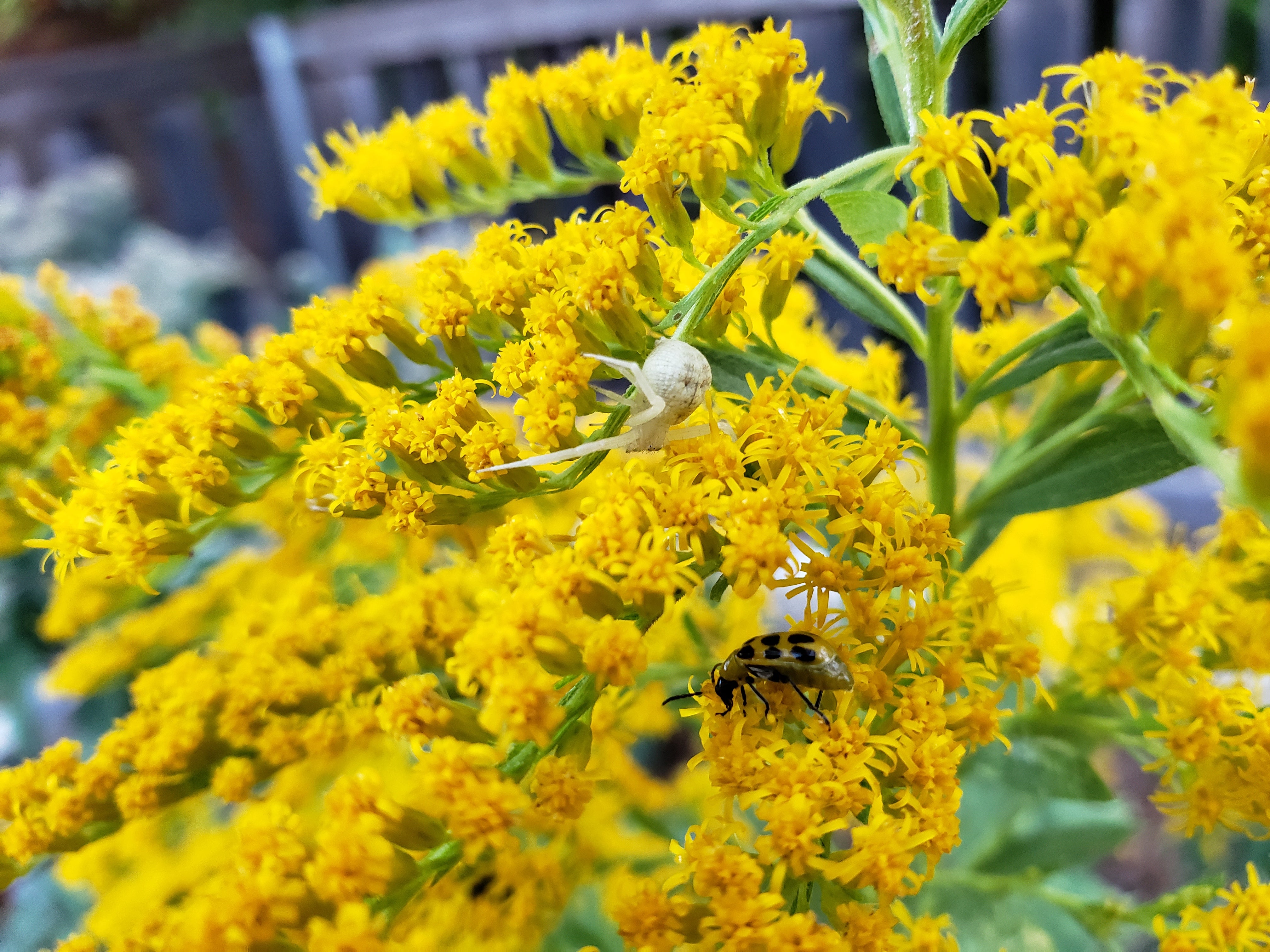 Solidago altissima (Tall Goldenrod)