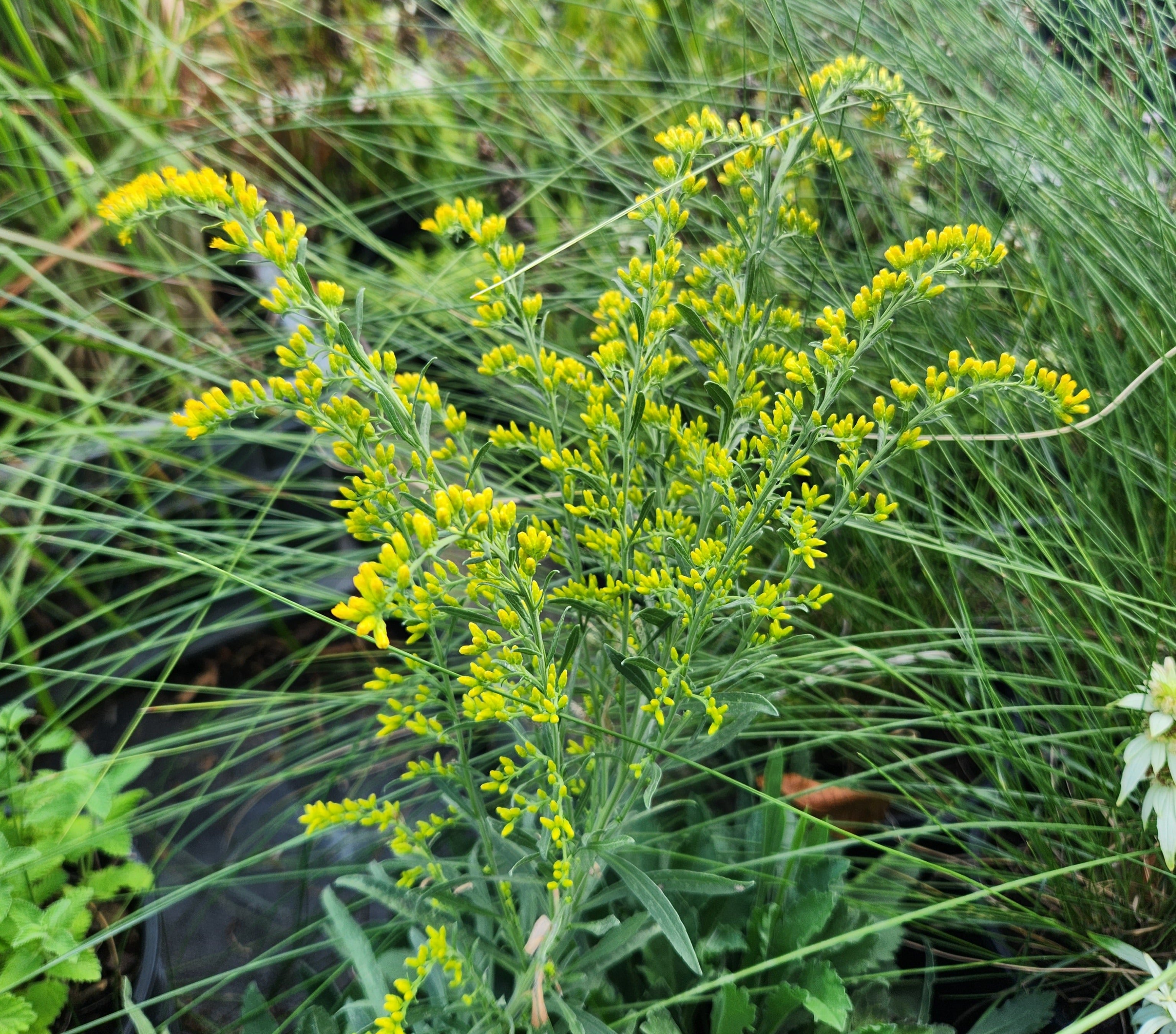 Solidago nemoralis (Gray Goldenrod)