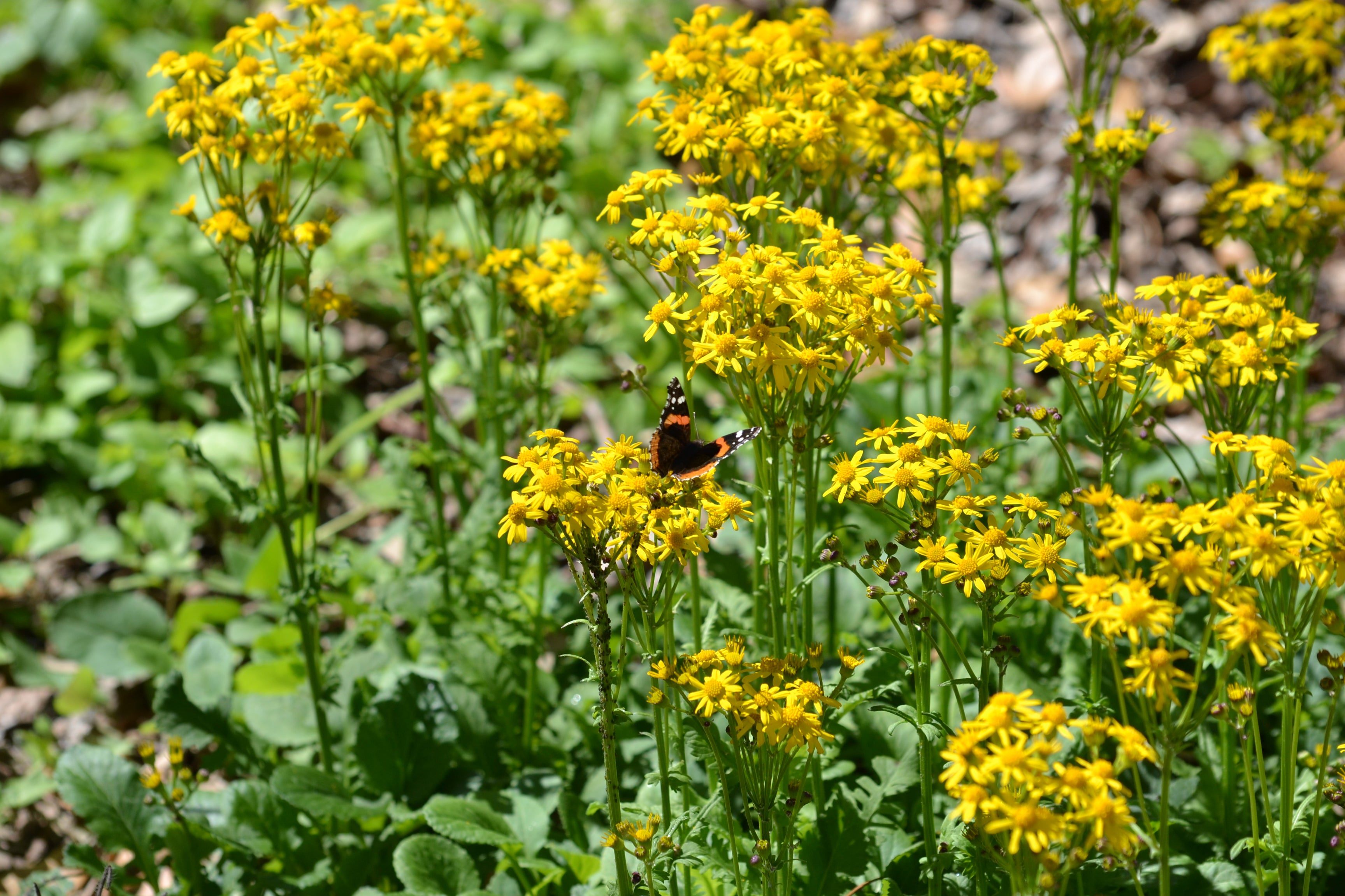 Packera obovata (Golden Groundsel)