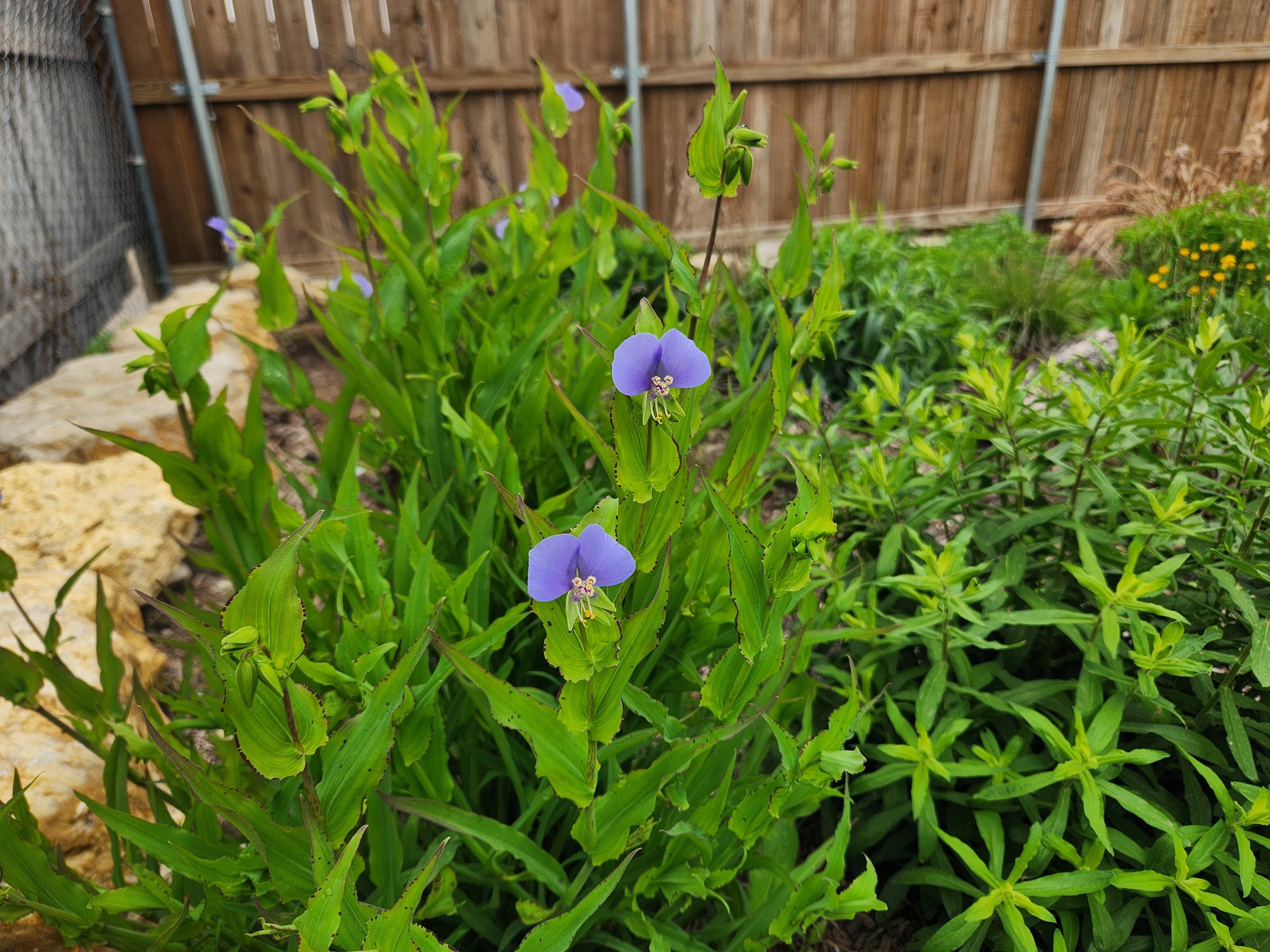 Tinantia anomala (False Dayflower)