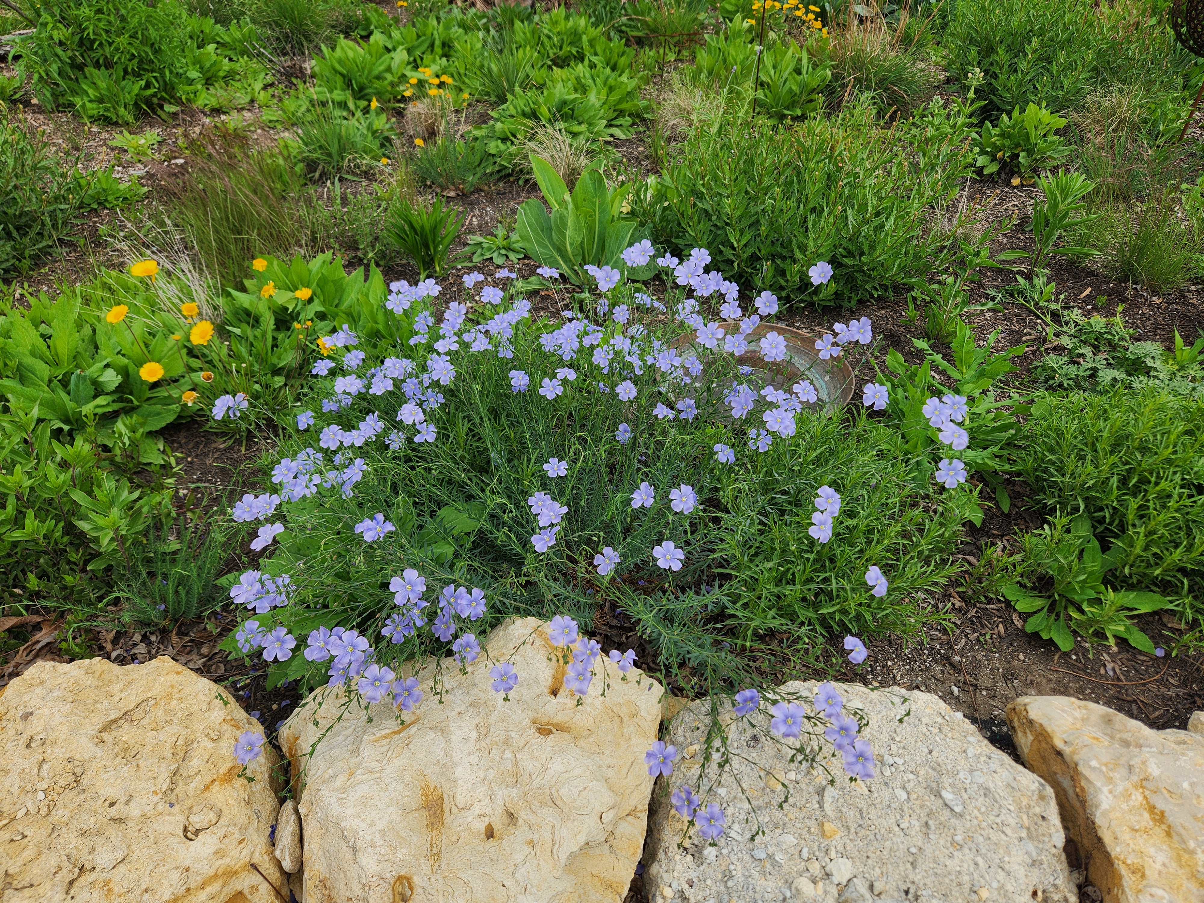 Linum lewisii (Blue Flax)