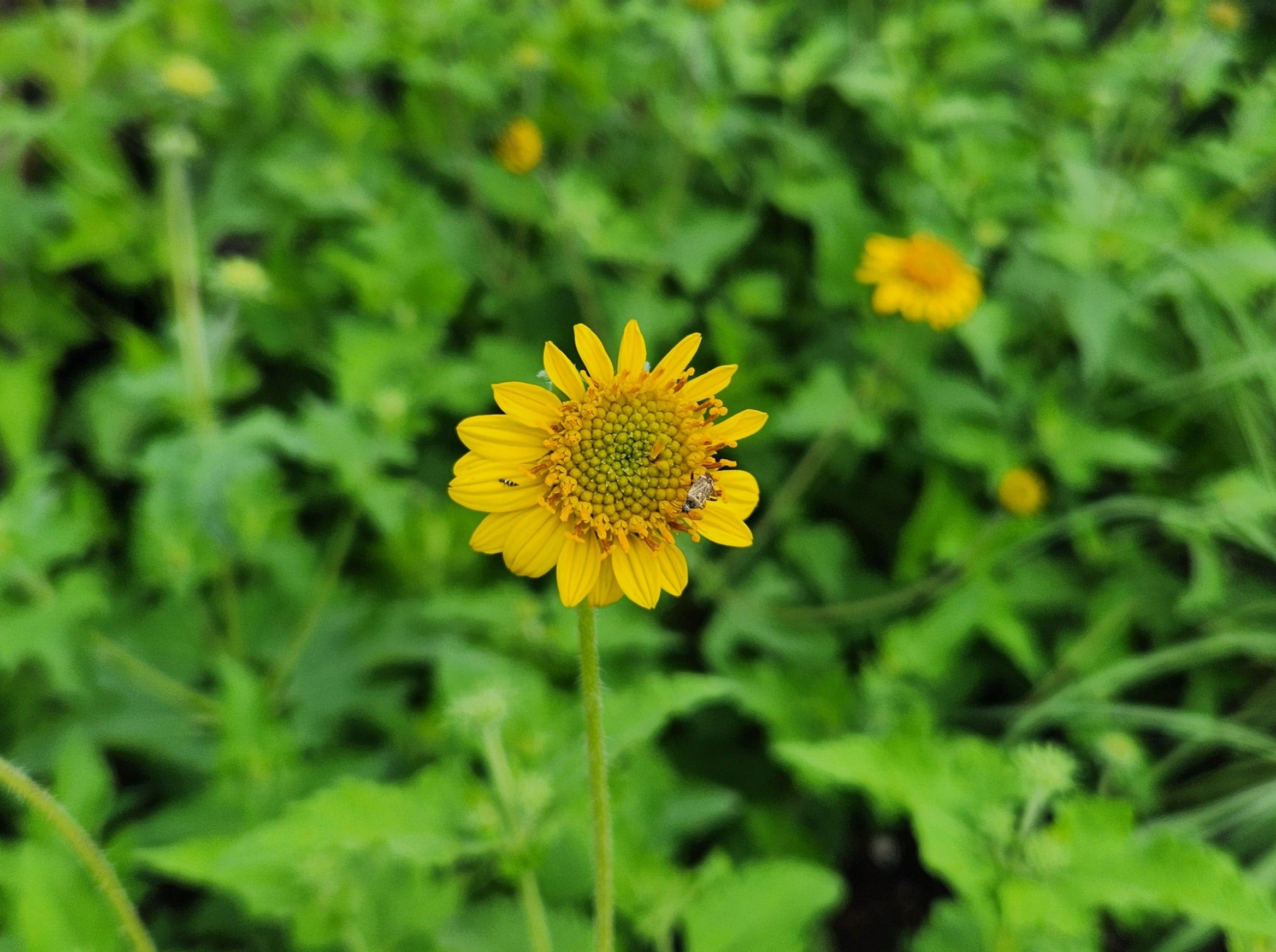 Simsia calva (Bush Sunflower)