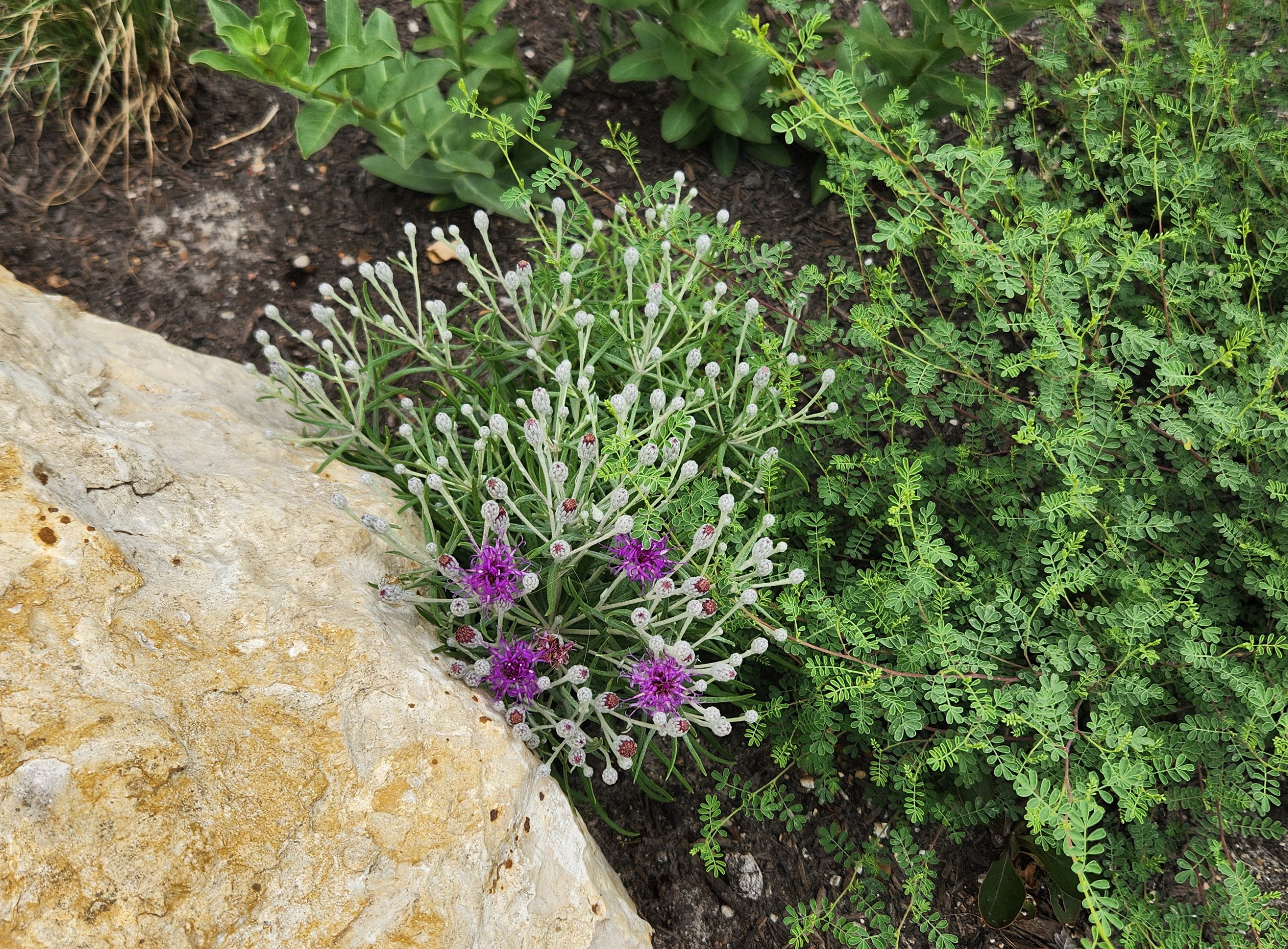 Vernonia lindheimeri (Woolly Ironweed)