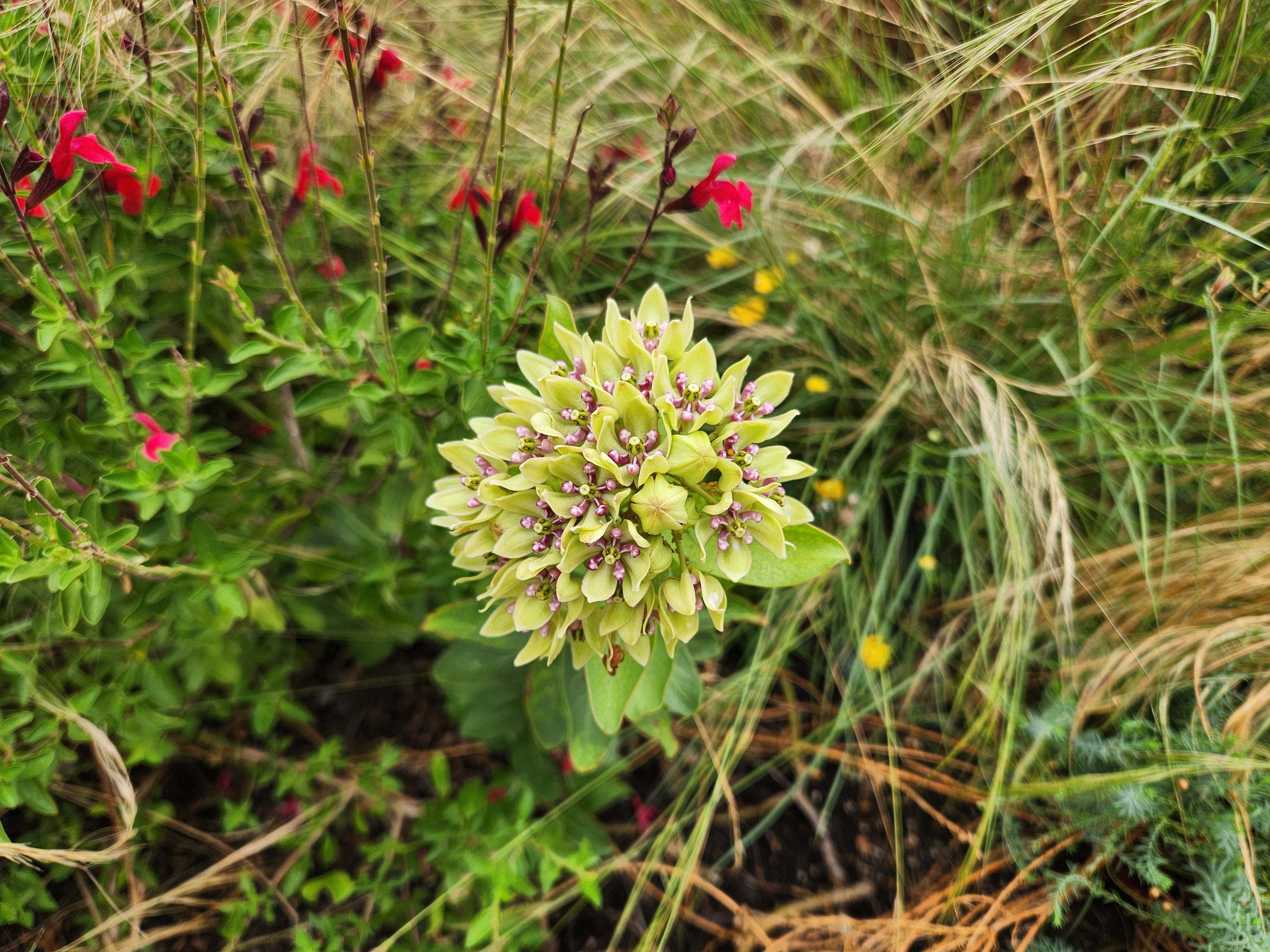 Asclepias viridis (Green Milkweed)
