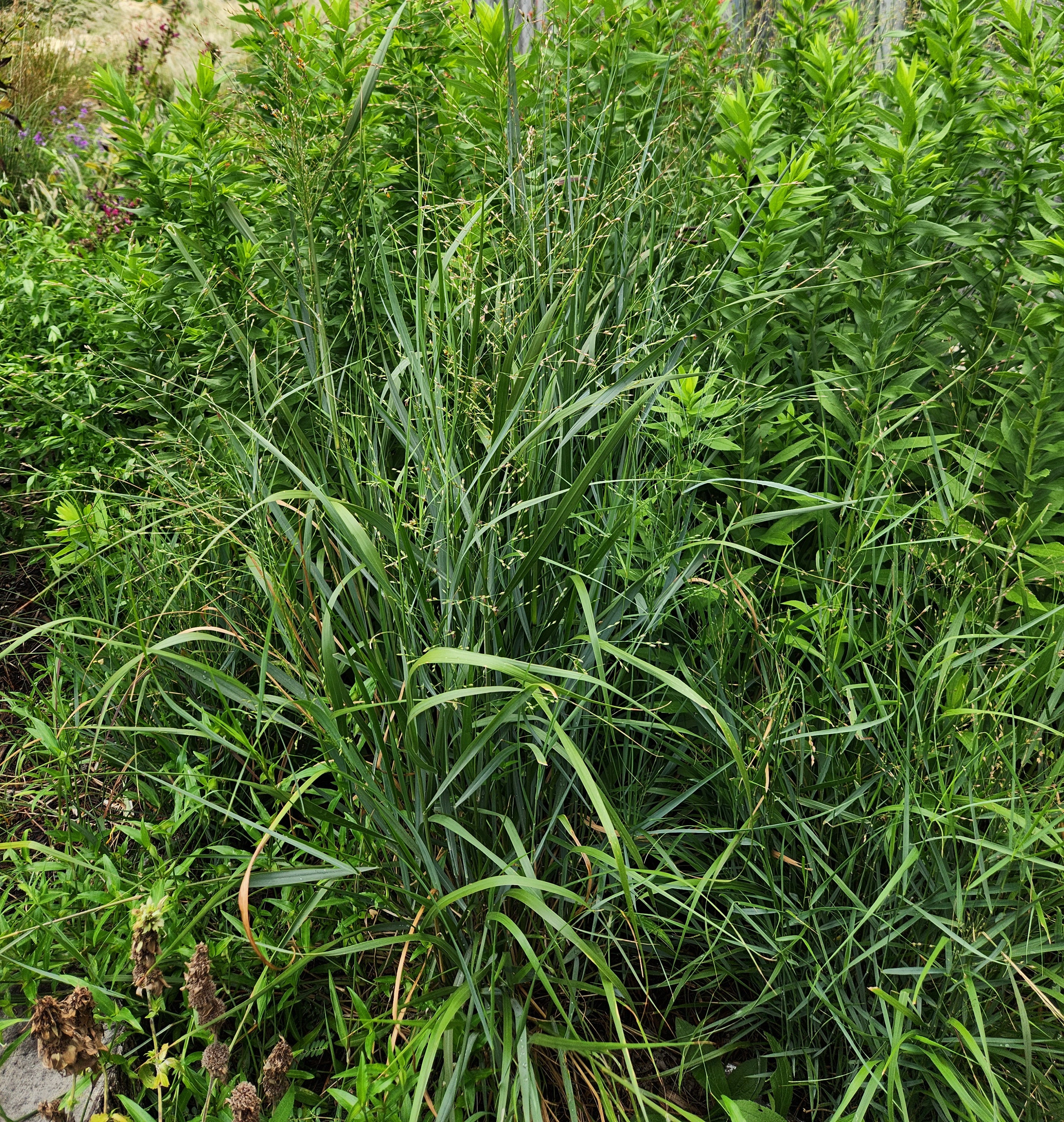 Panicum virgatum (Switchgrass)