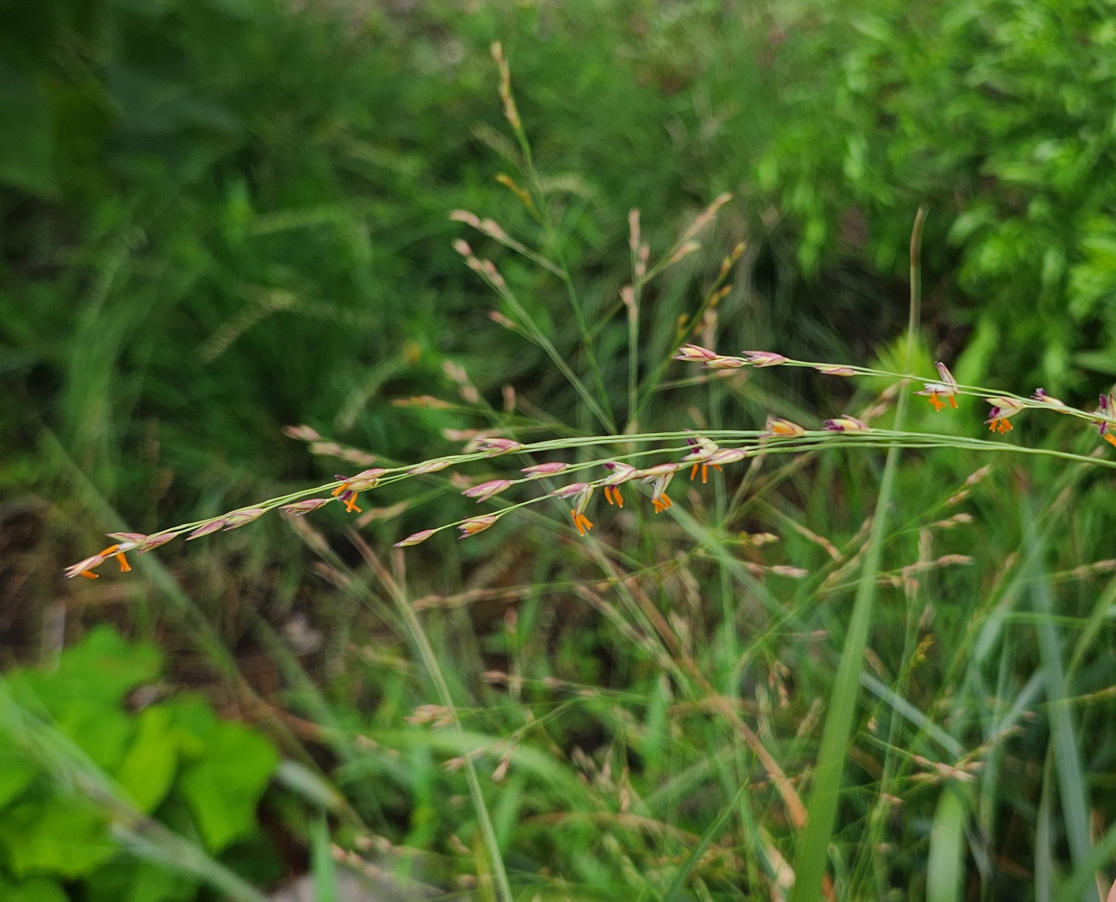 Panicum virgatum (Switchgrass)