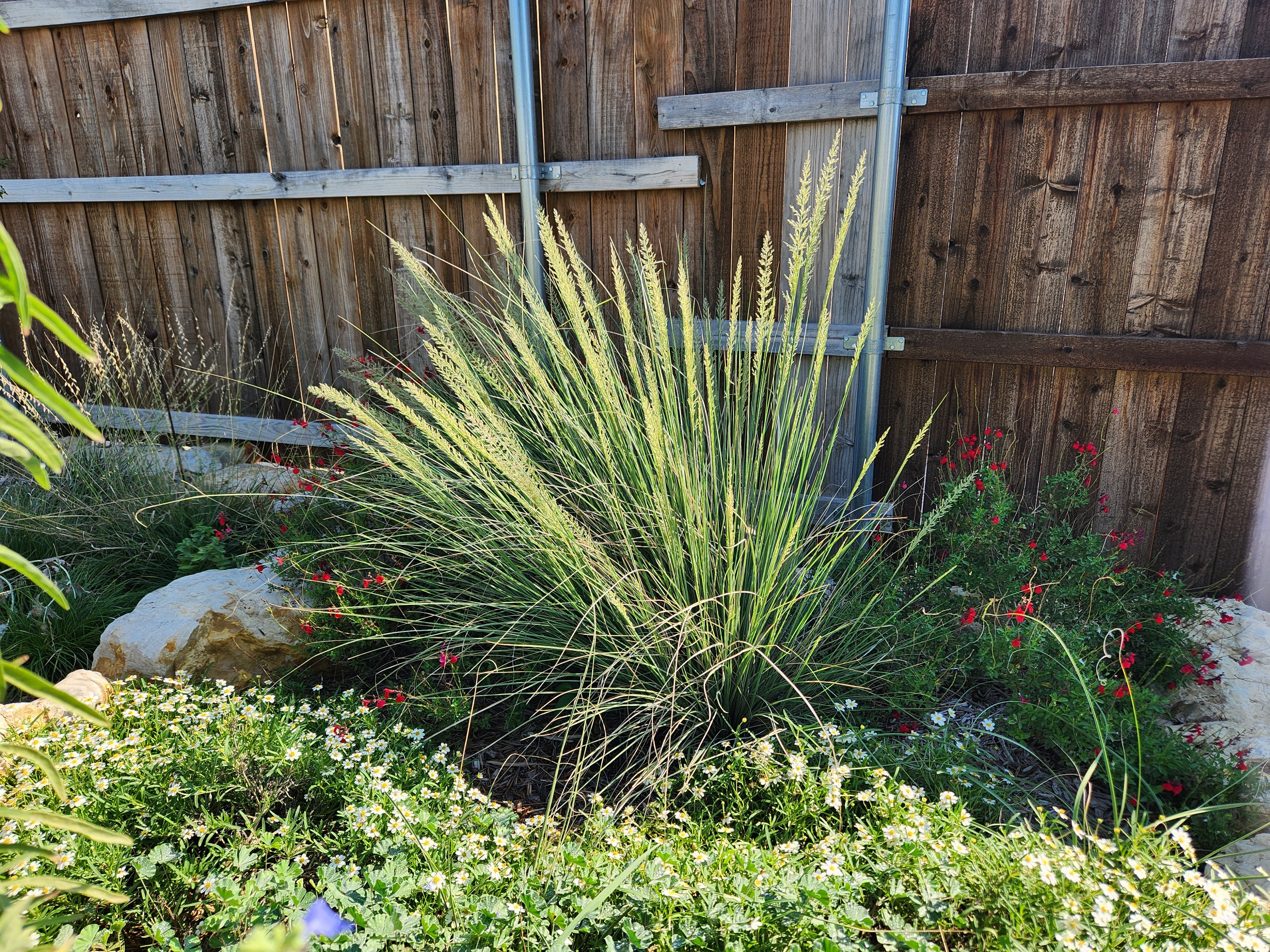 Muhlenbergia lindheimeri (Lindheimer Muhly)