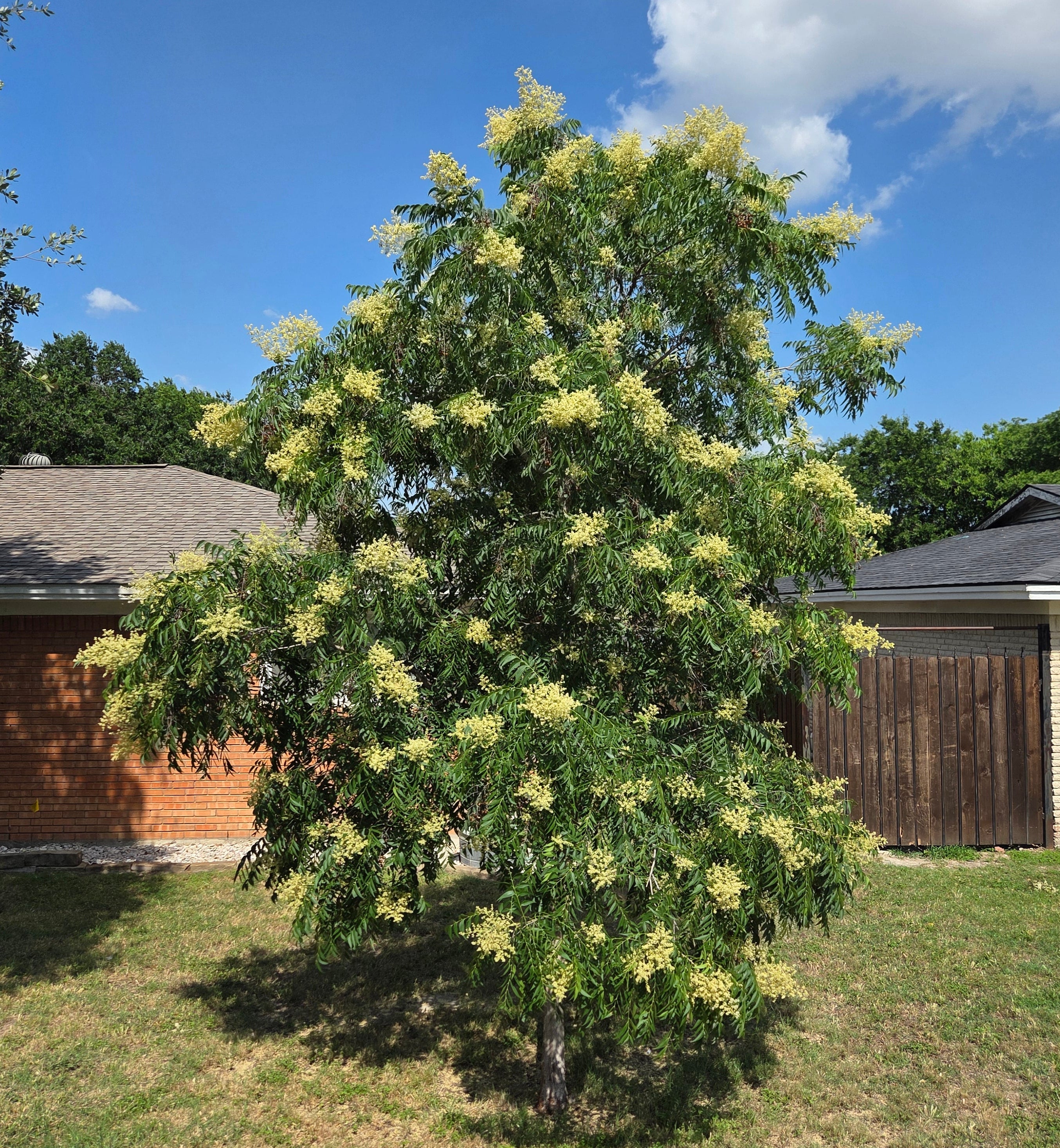 Sapindus saponaria var. drummondii (Western Soapberry)