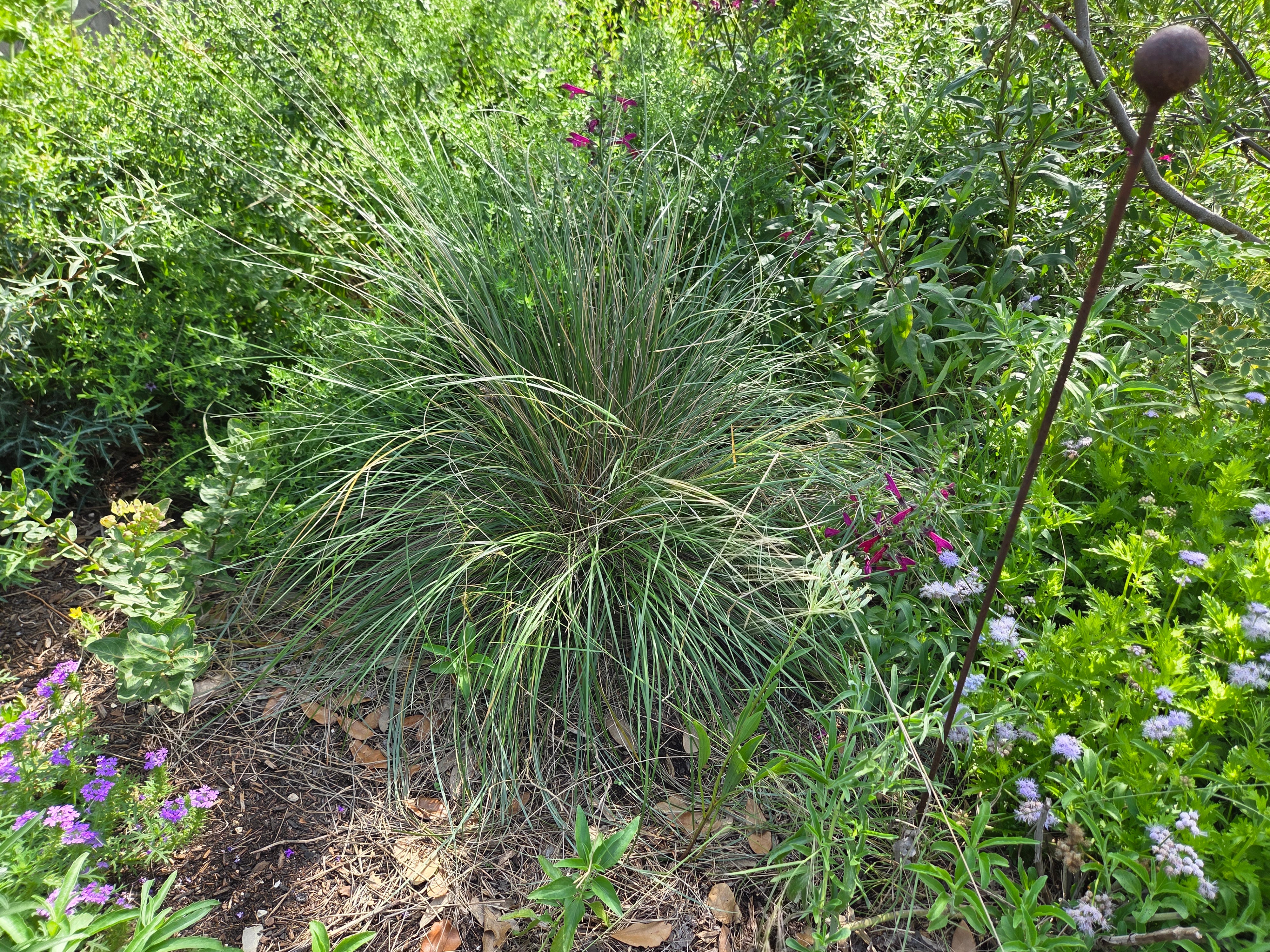 Muhlenbergia dubia (Pine Muhly)