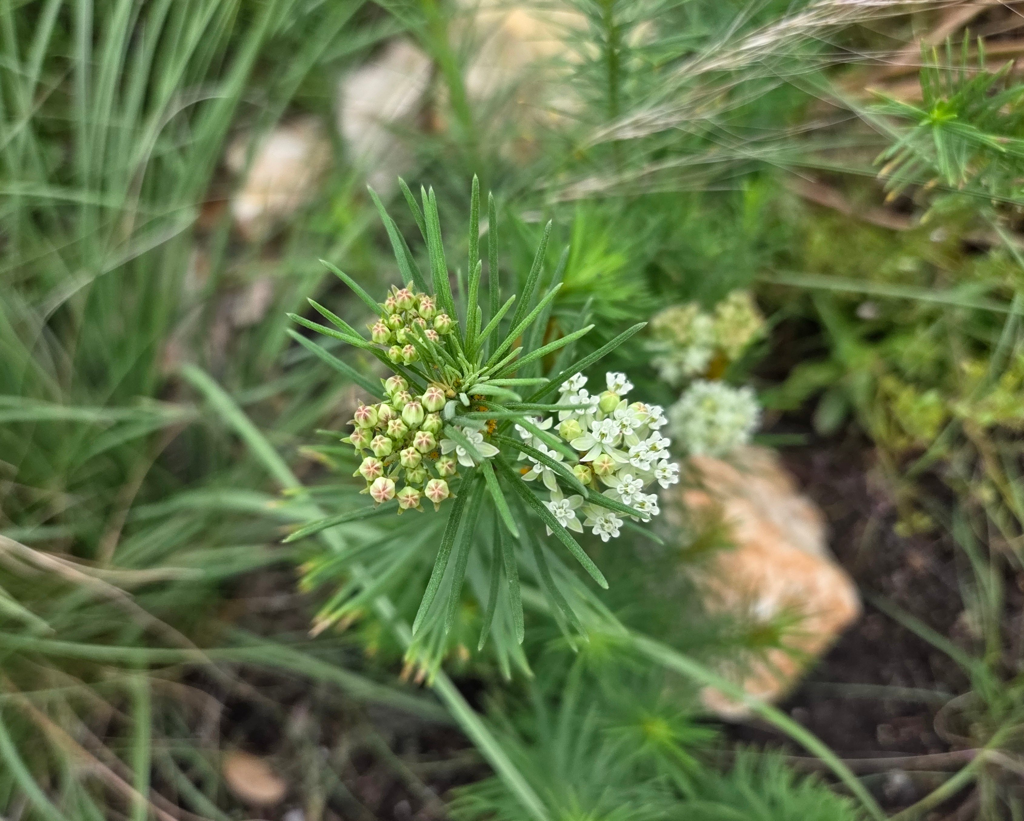 Asclepias verticillata (Whorled Milkweed)