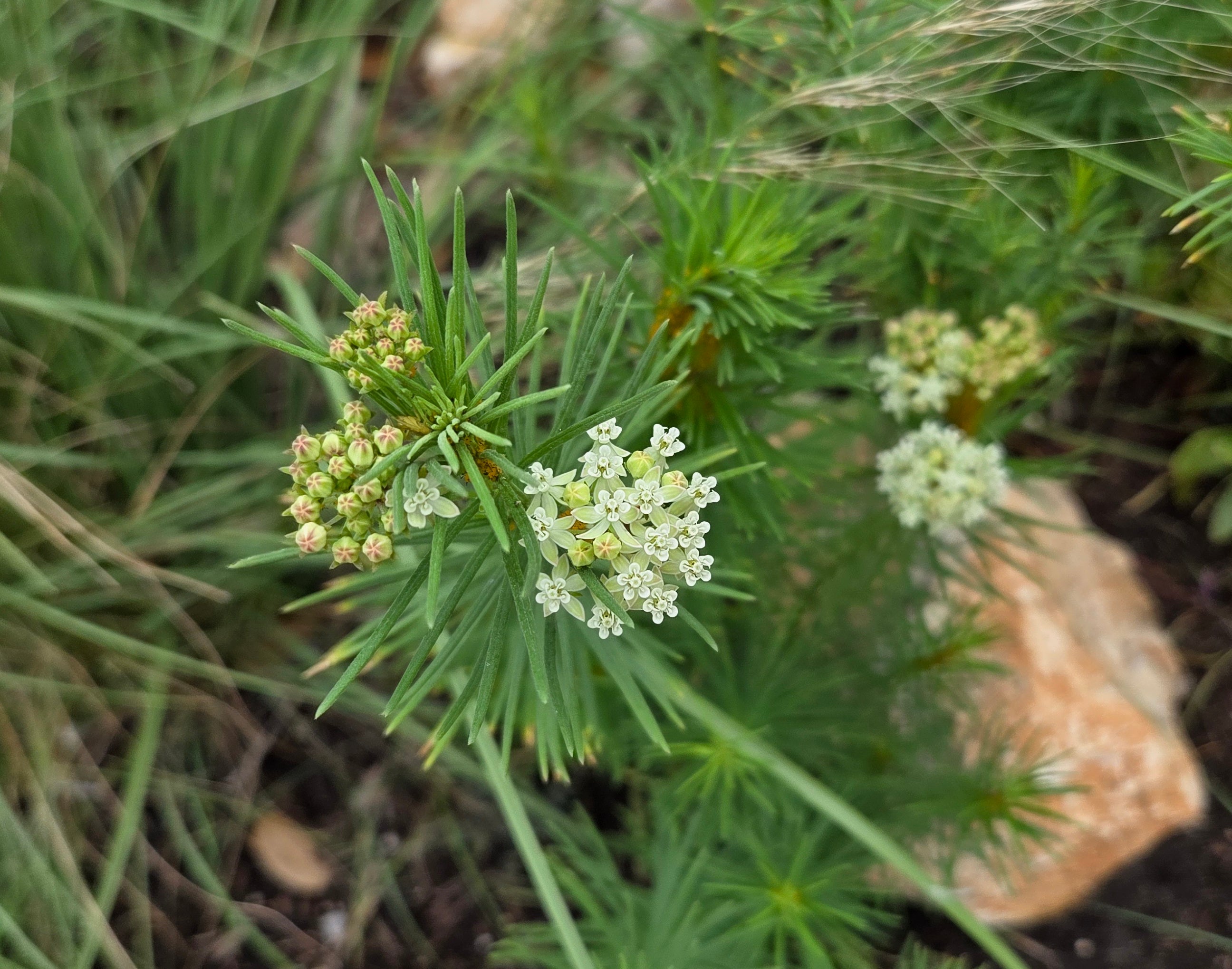 Asclepias verticillata (Whorled Milkweed)