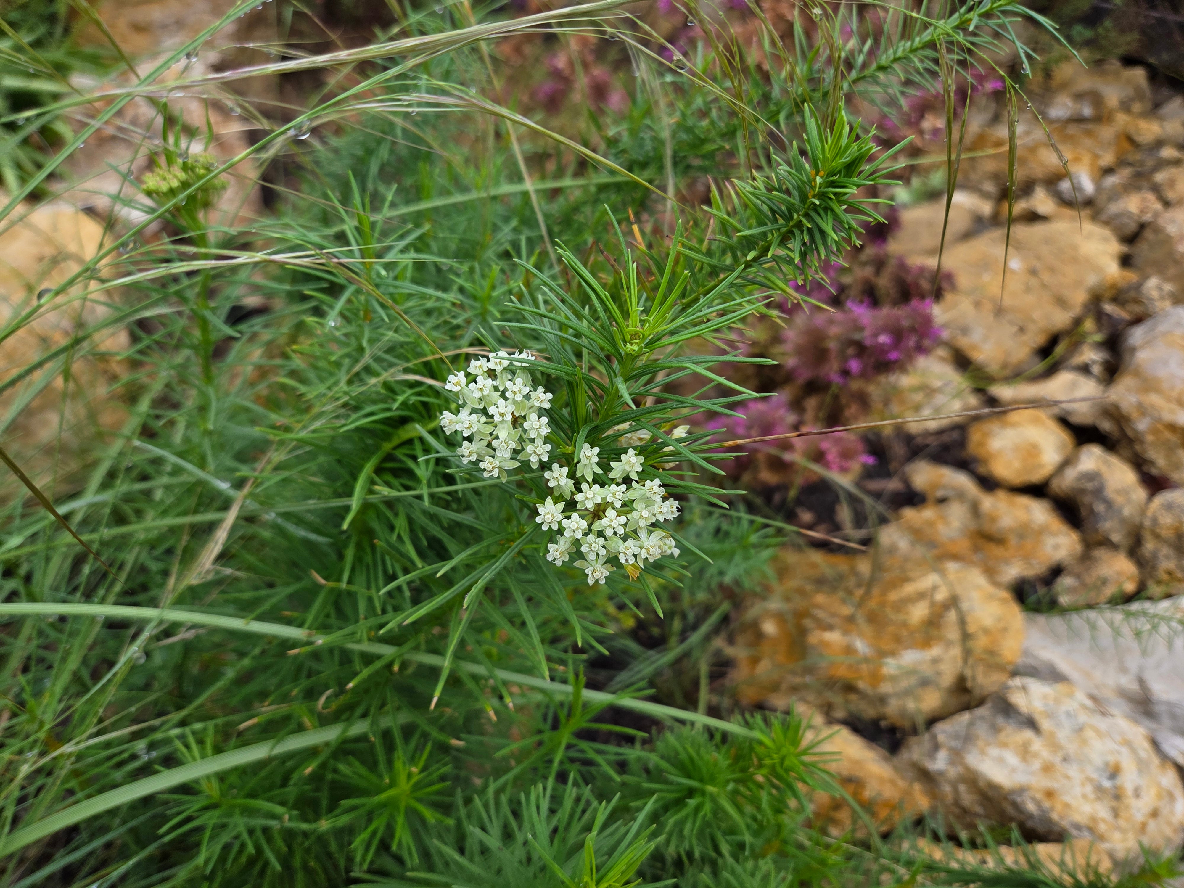 Asclepias verticillata (Whorled Milkweed)