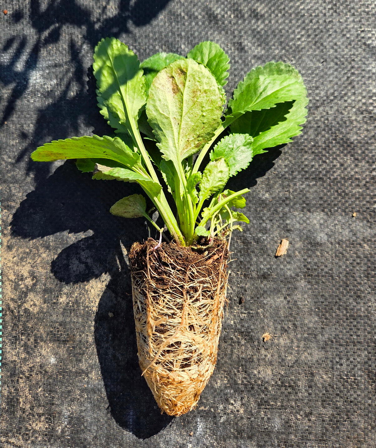 Packera obovata (Golden Groundsel)