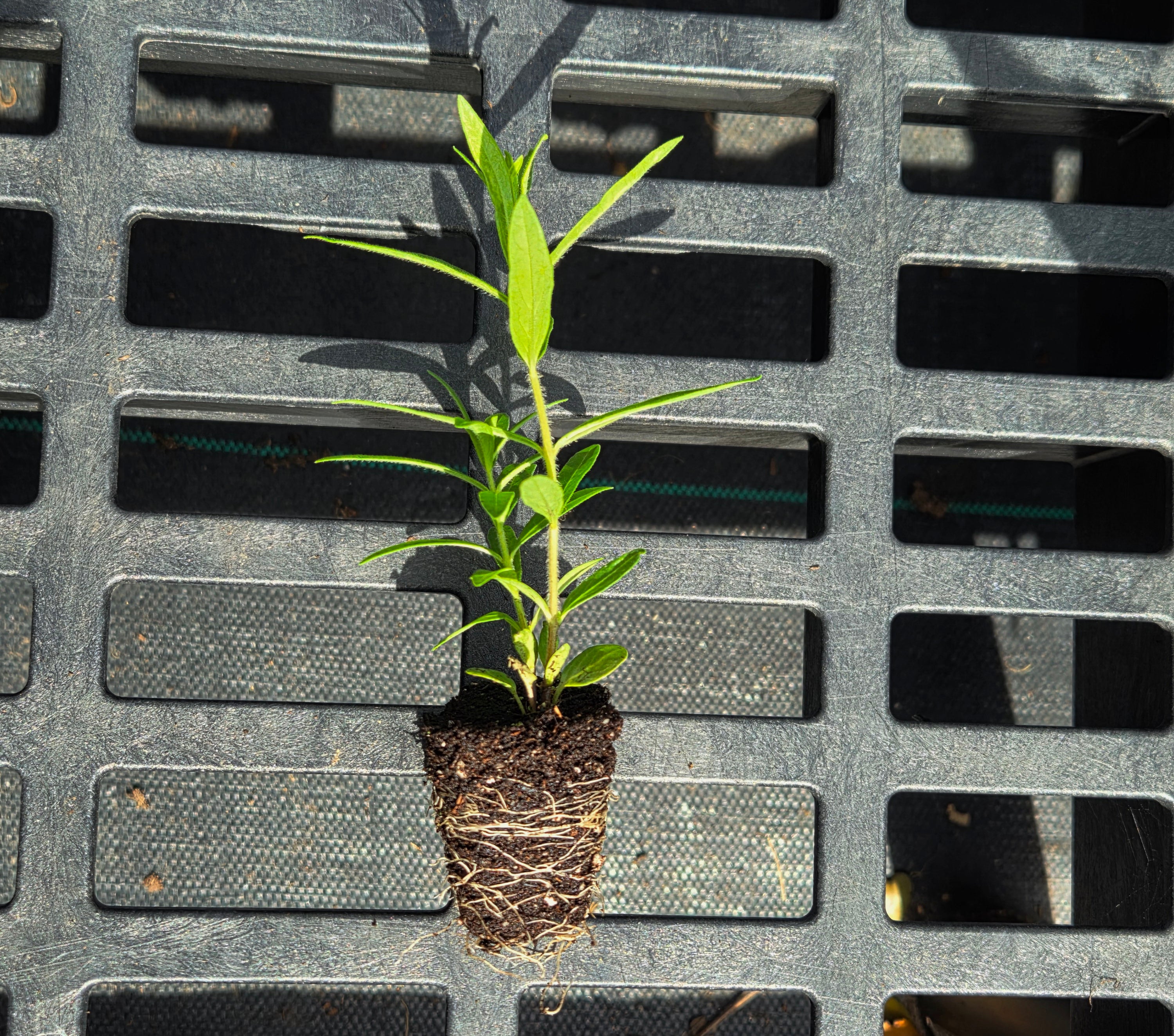 Asclepias tuberosa (Butterfly Weed)