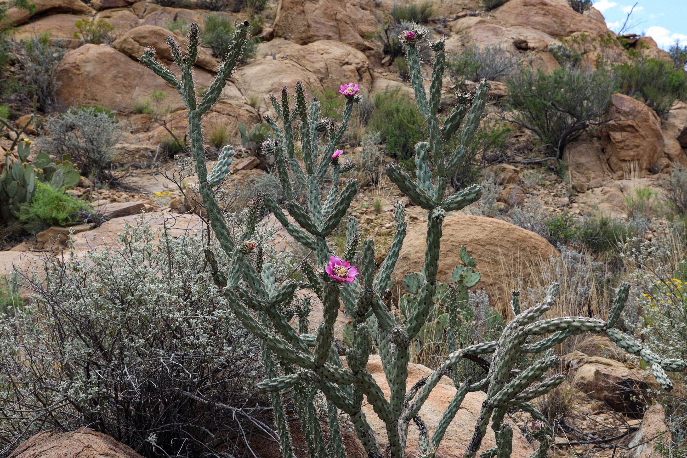 Cylindropuntia imbricata (Cholla)