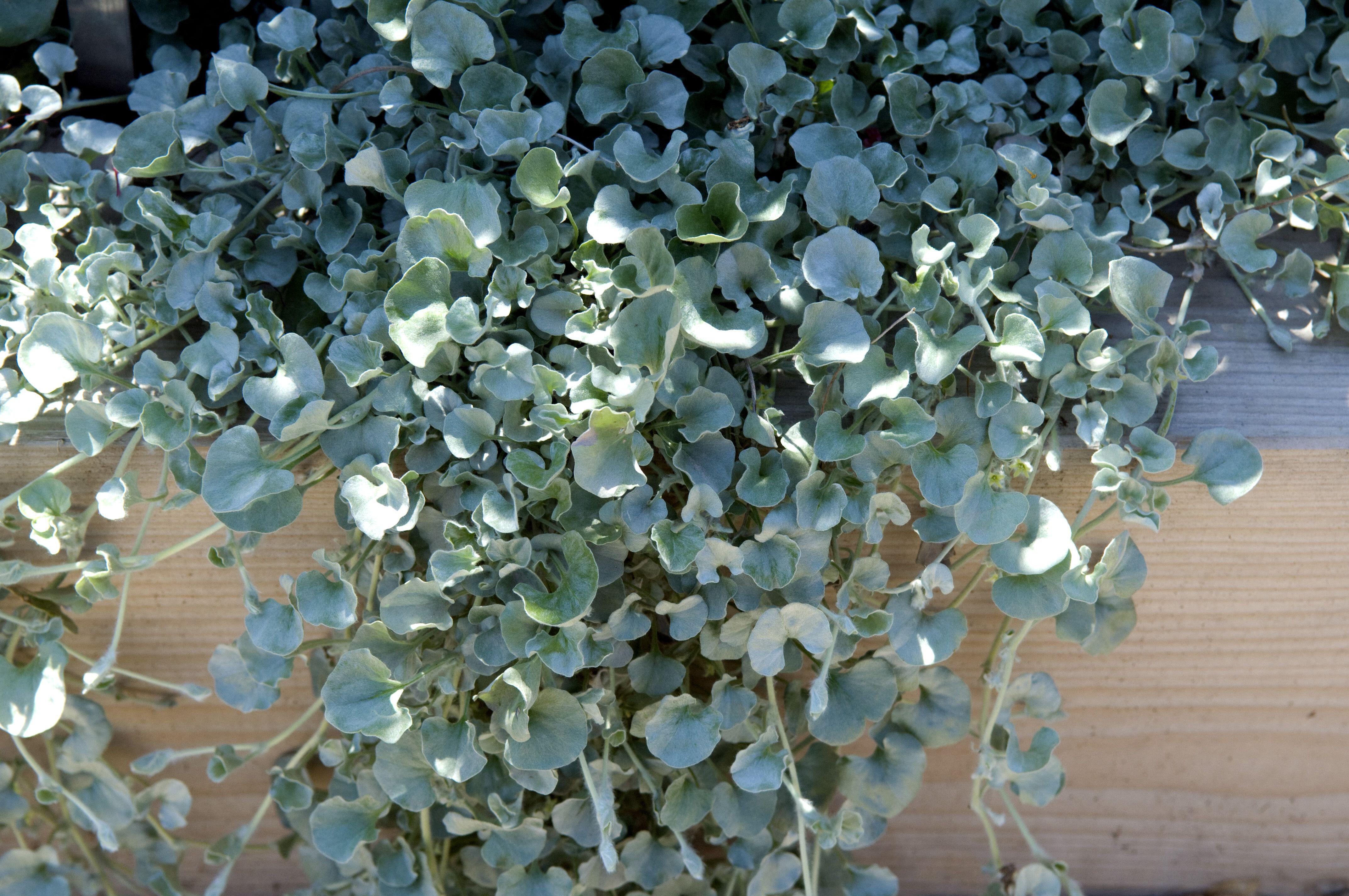 Dichondra argentea Silver Ponyfoot