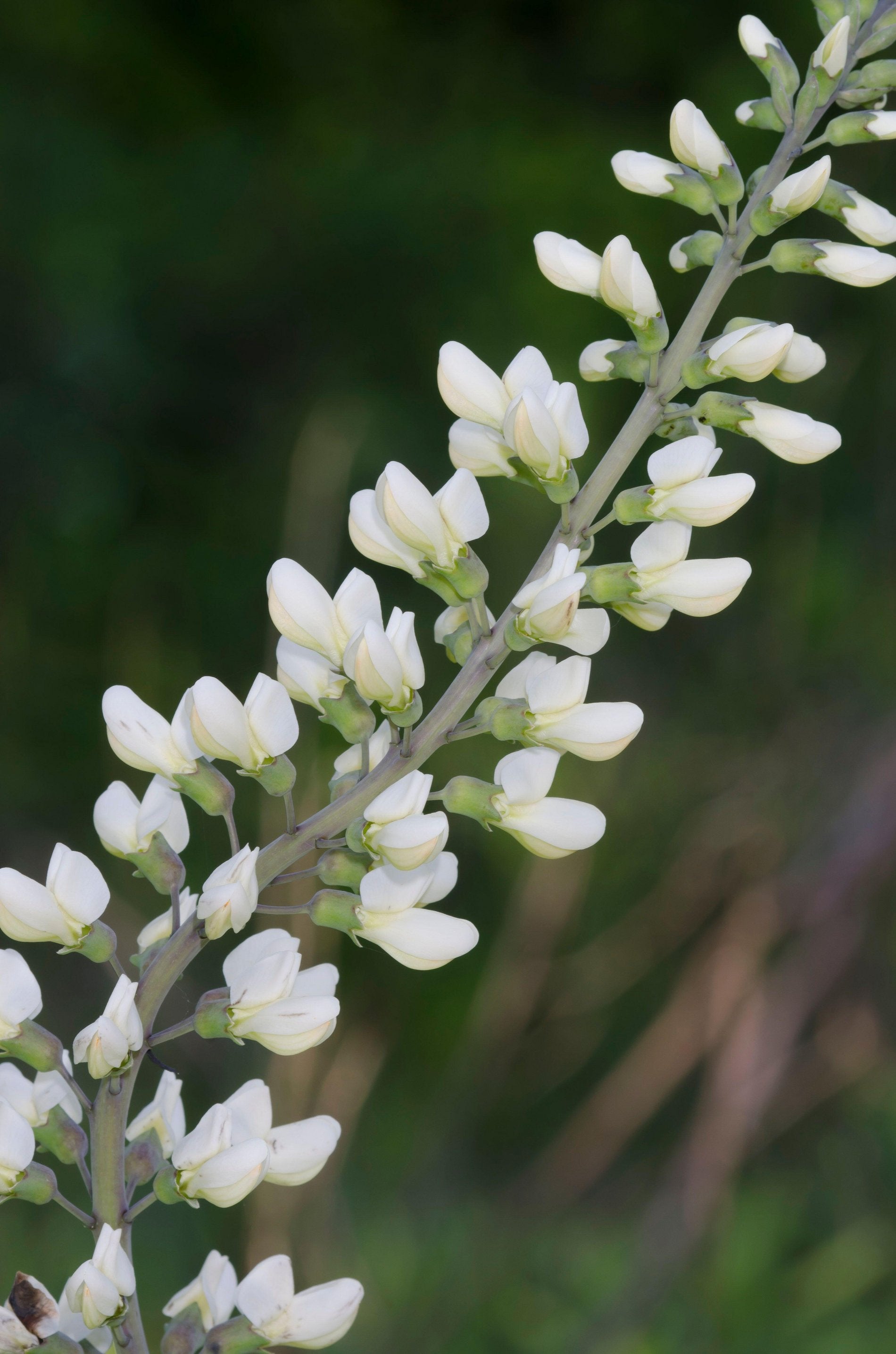 Baptisia alba (White Wild Indigo)