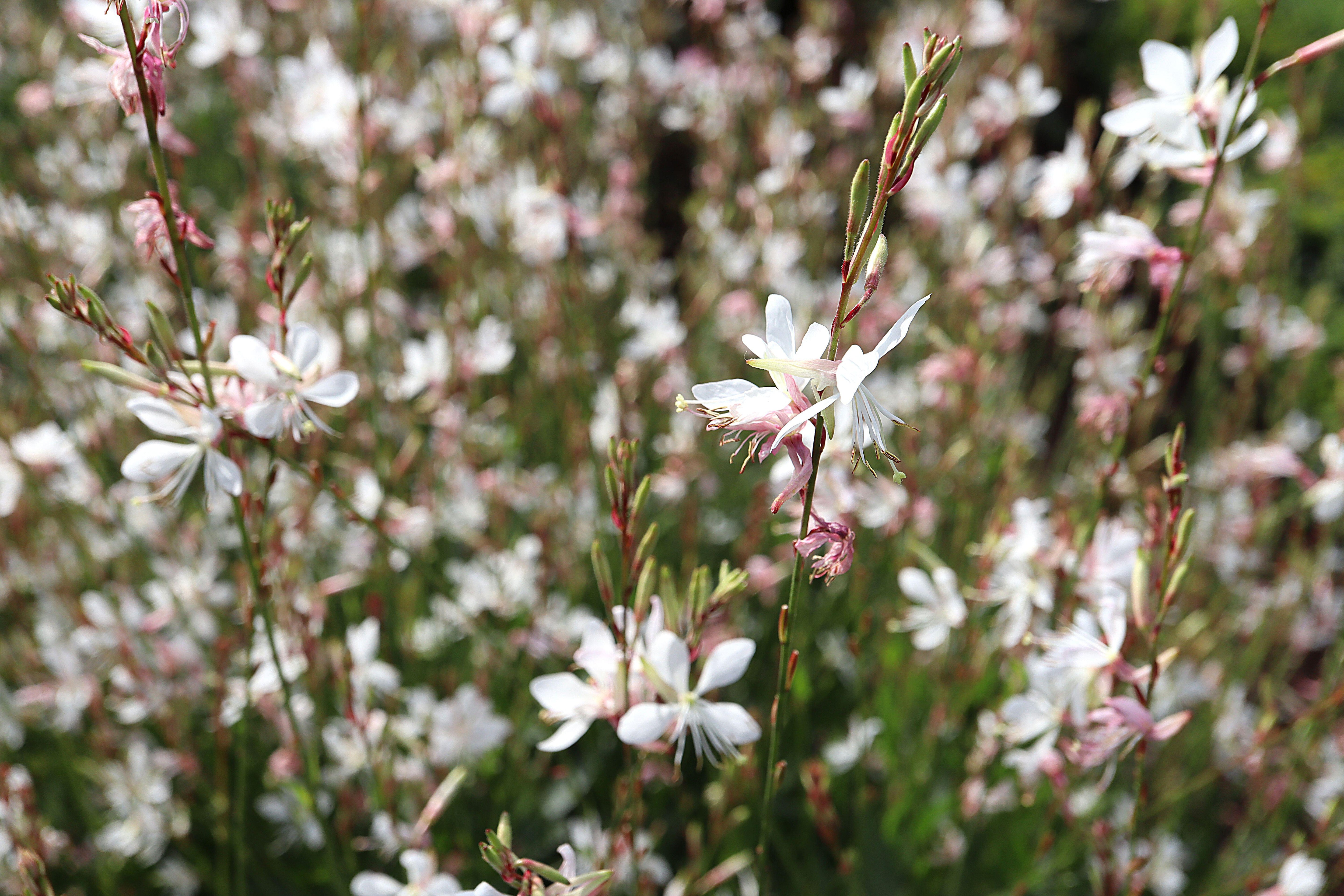 Oenothera lindheimeri (Gaura 'Sparkle White')