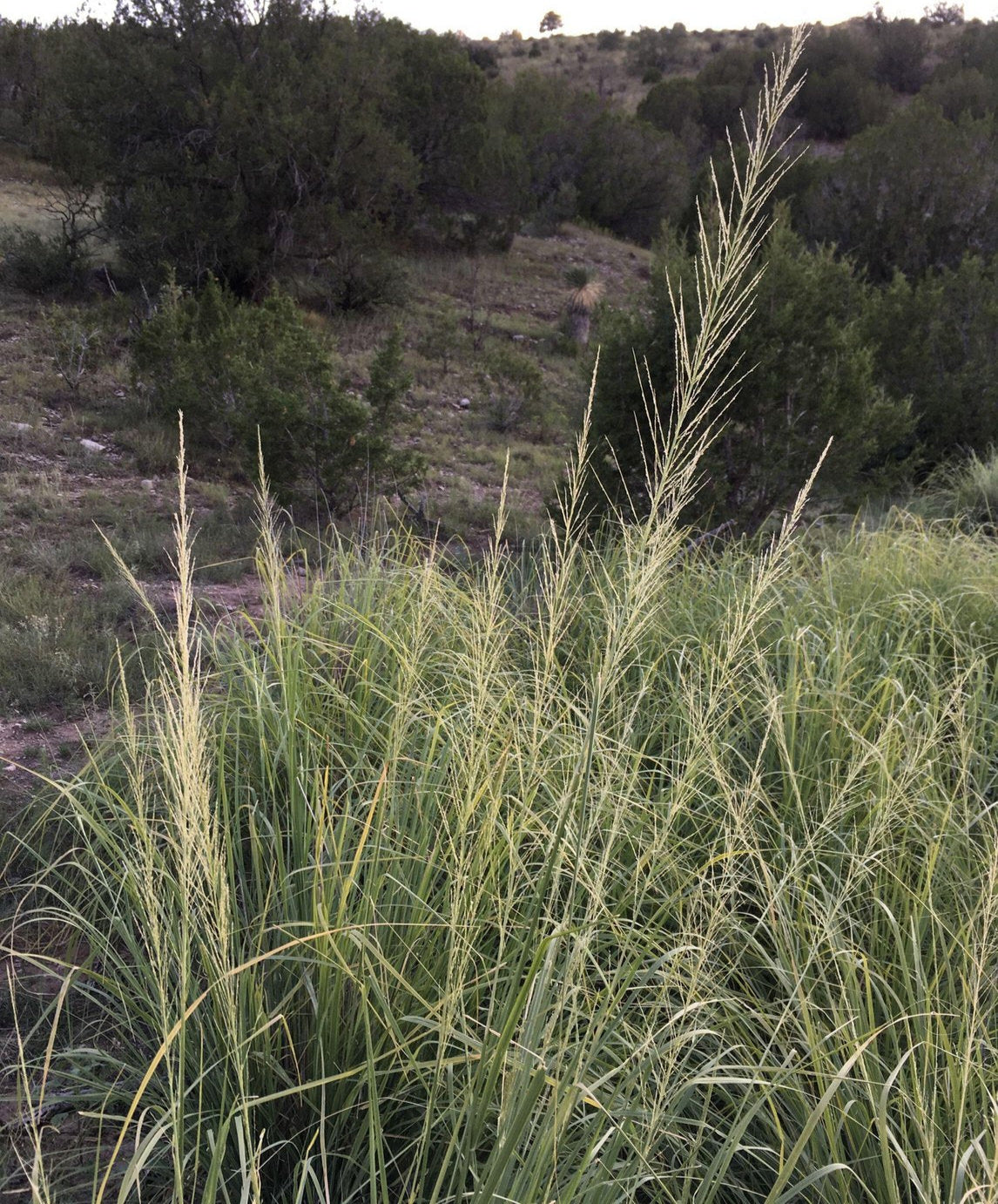 Sporobolus wrightii (Big Sacaton)