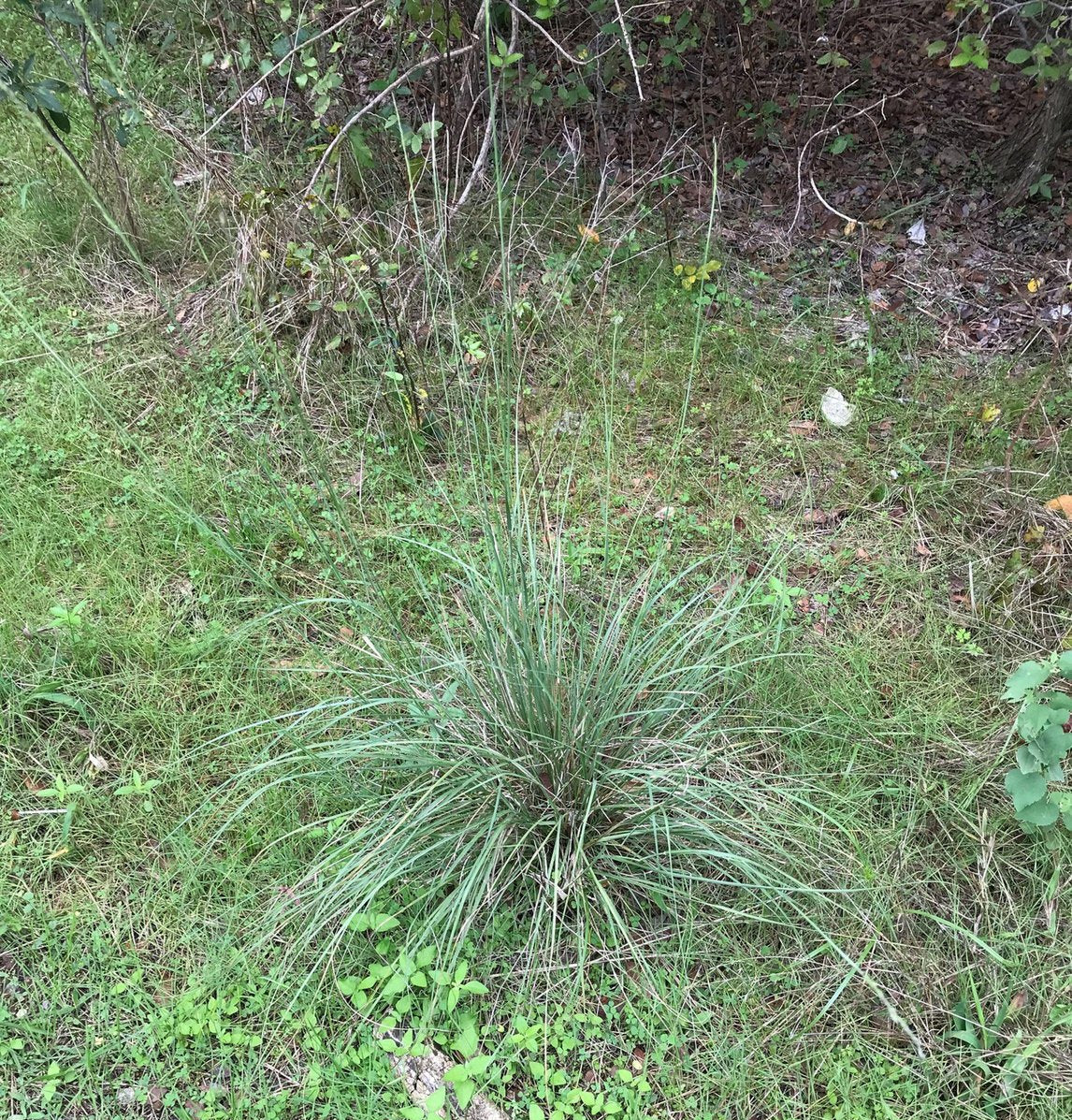 Sporobolus compositus (Tall Dropseed)
