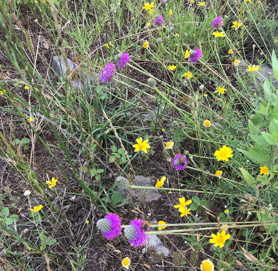 Dalea compacta (Compact Prairie Clover)