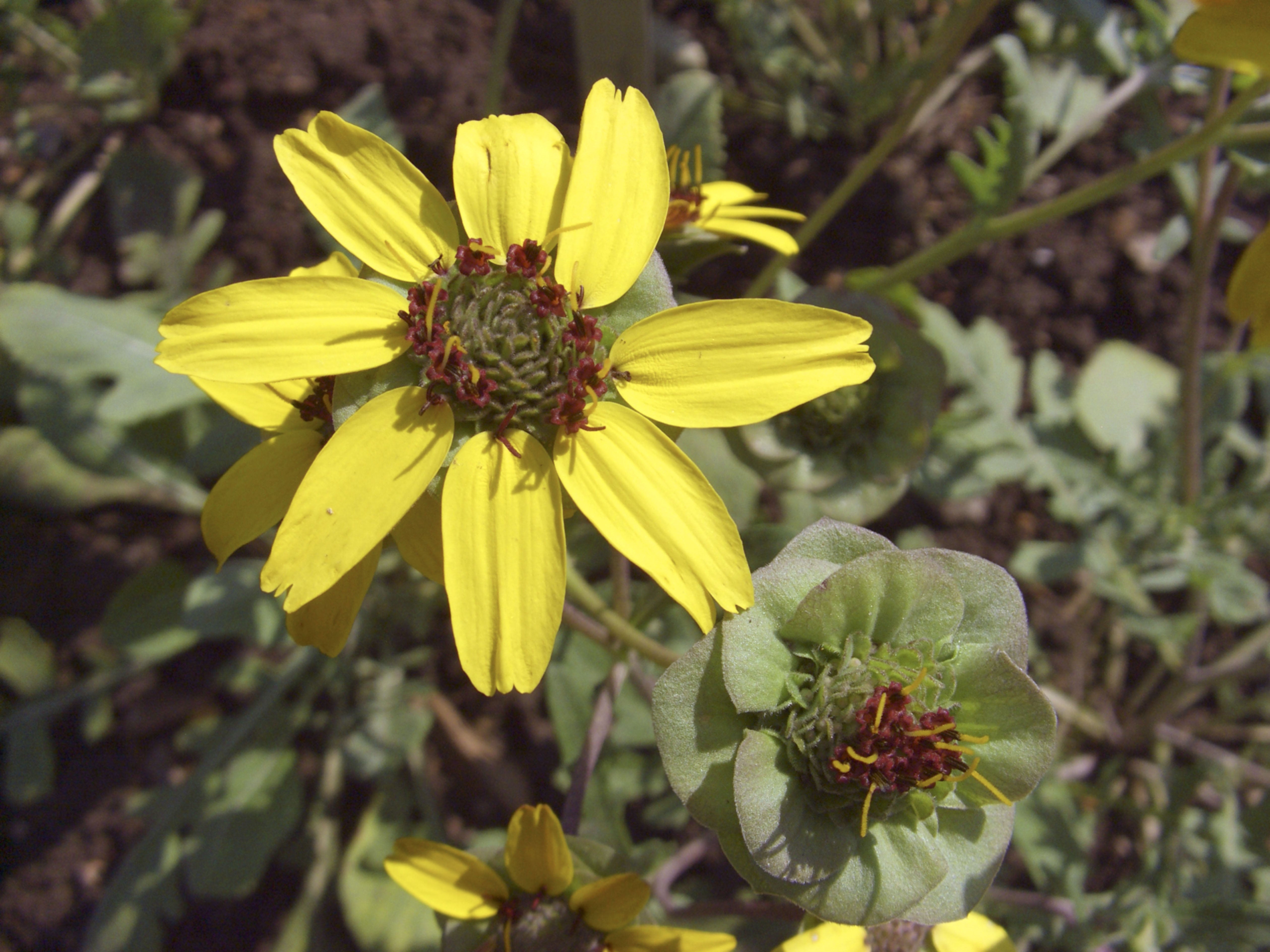 Berlandiera lyrata (Chocolate Daisy)