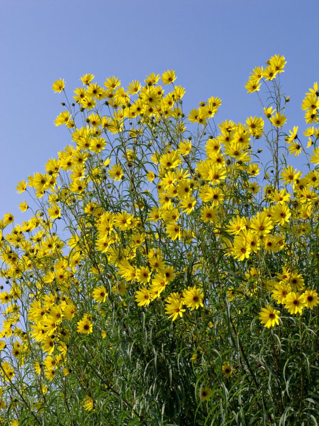 Helianthus salicifolius (Willowleaf Sunflower)