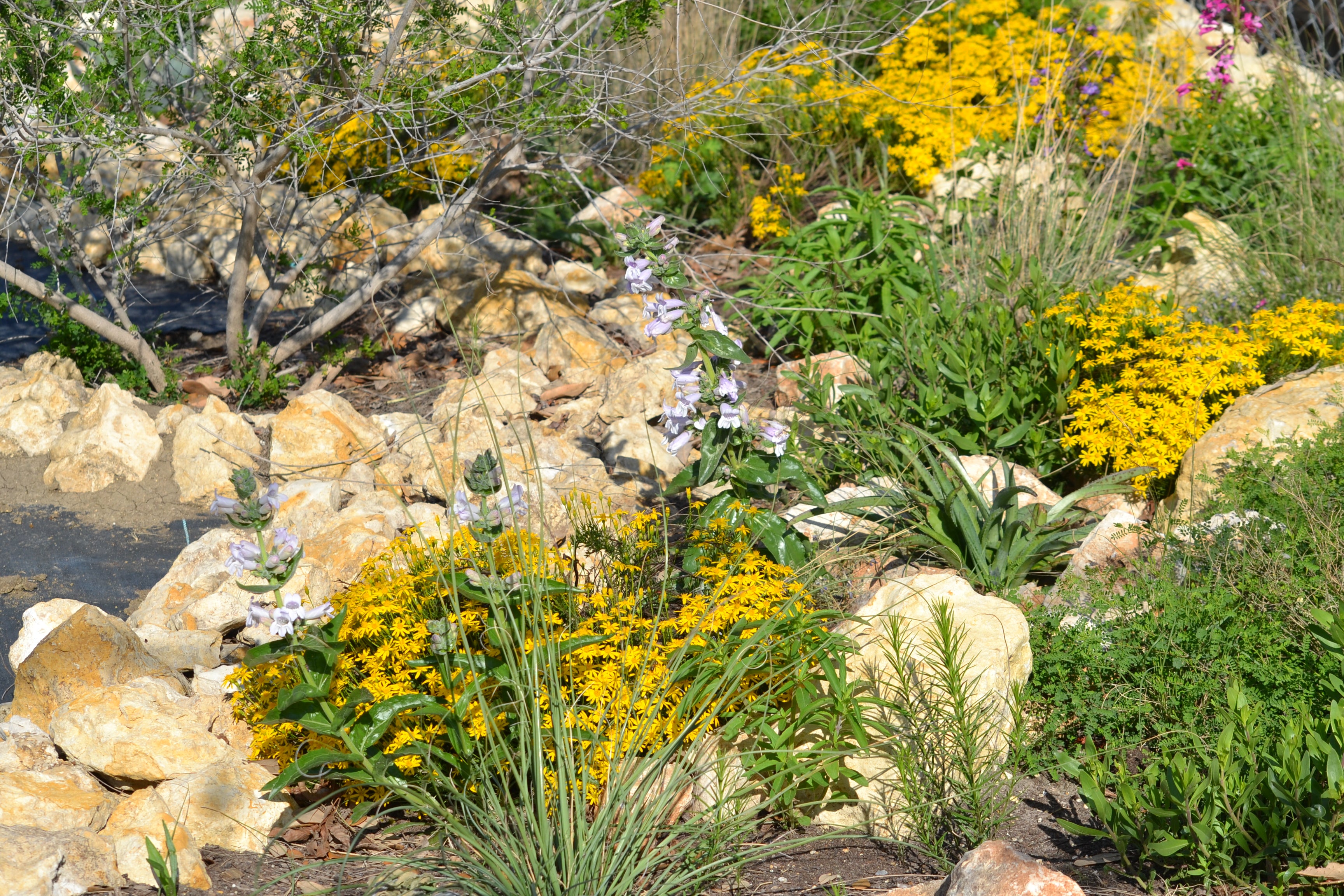 Chrysactinia mexicana (Damianita)