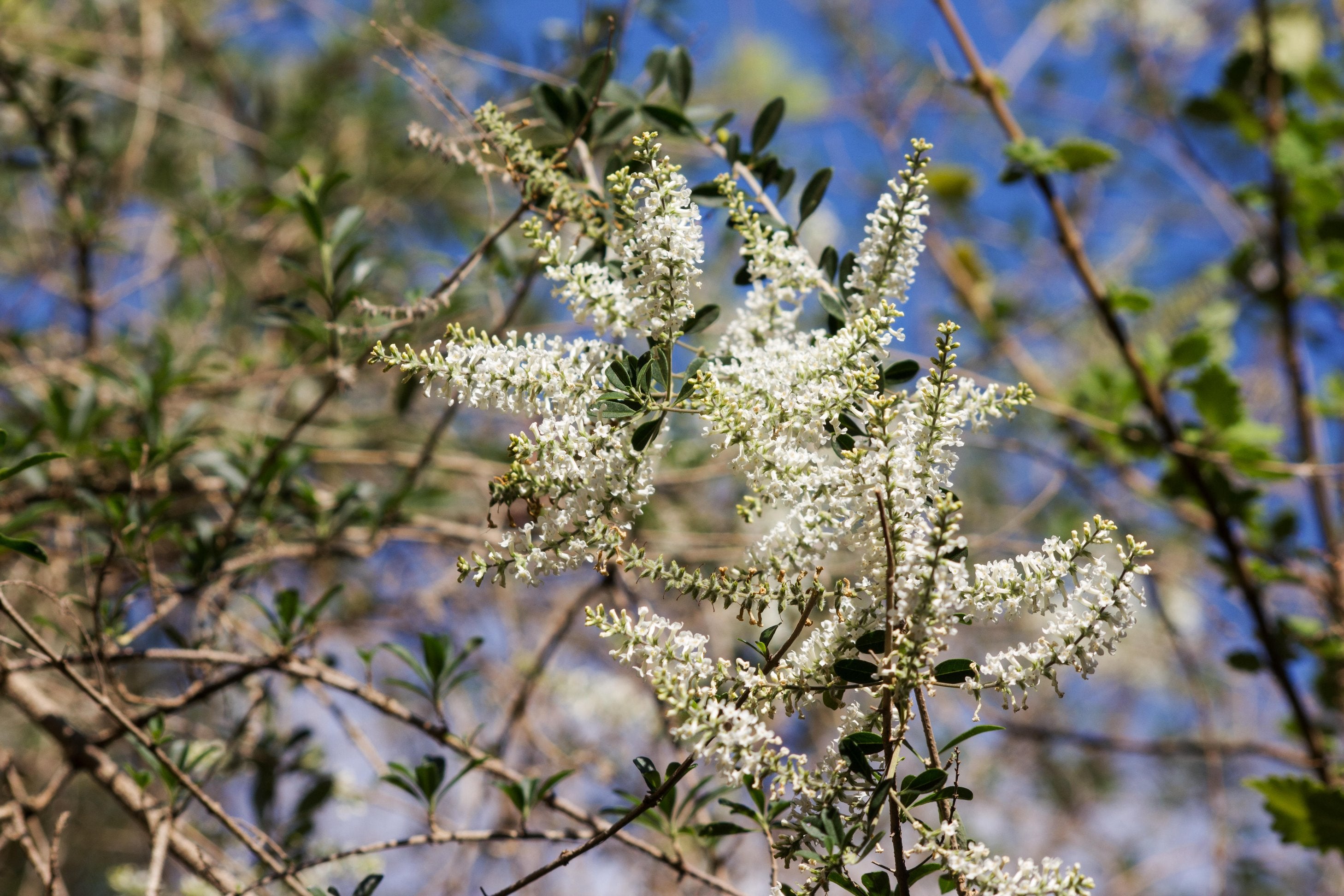 Aloysia gratissima (Beebrush)
