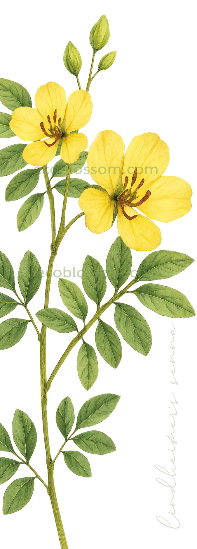 Bookmark - Lindheimer Senna