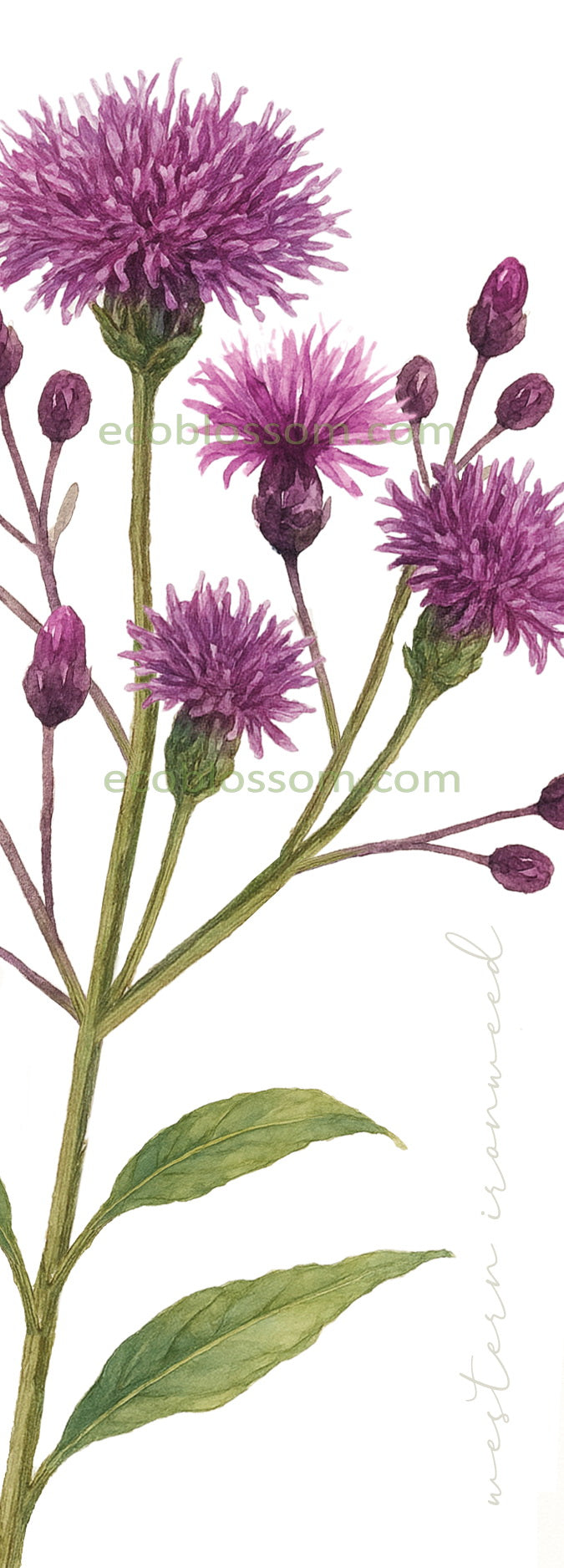 Bookmark - Western Ironweed