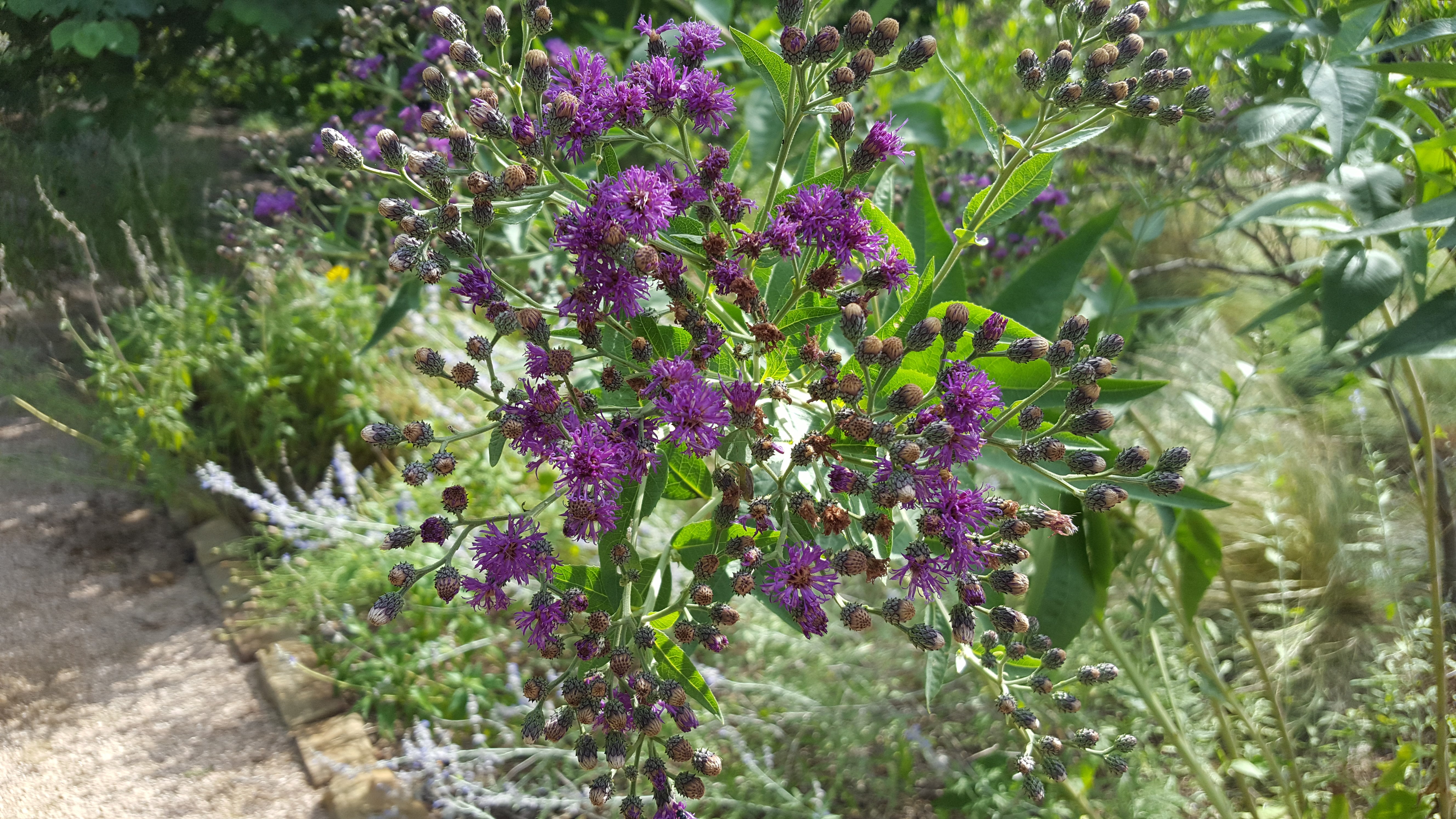 Vernonia baldwinii (Western Ironweed)