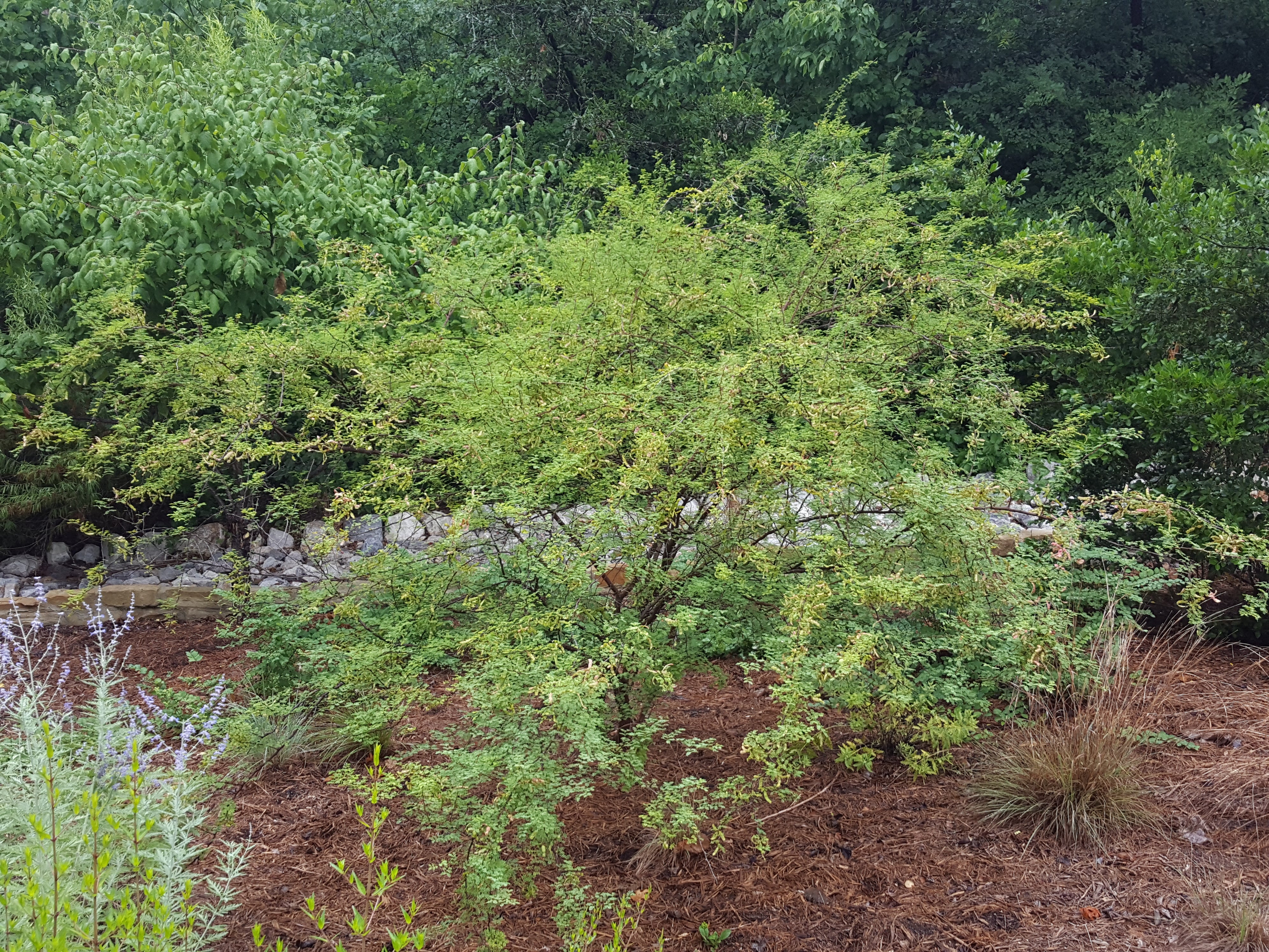 Fragrant mimosa (Mimosa borealis)