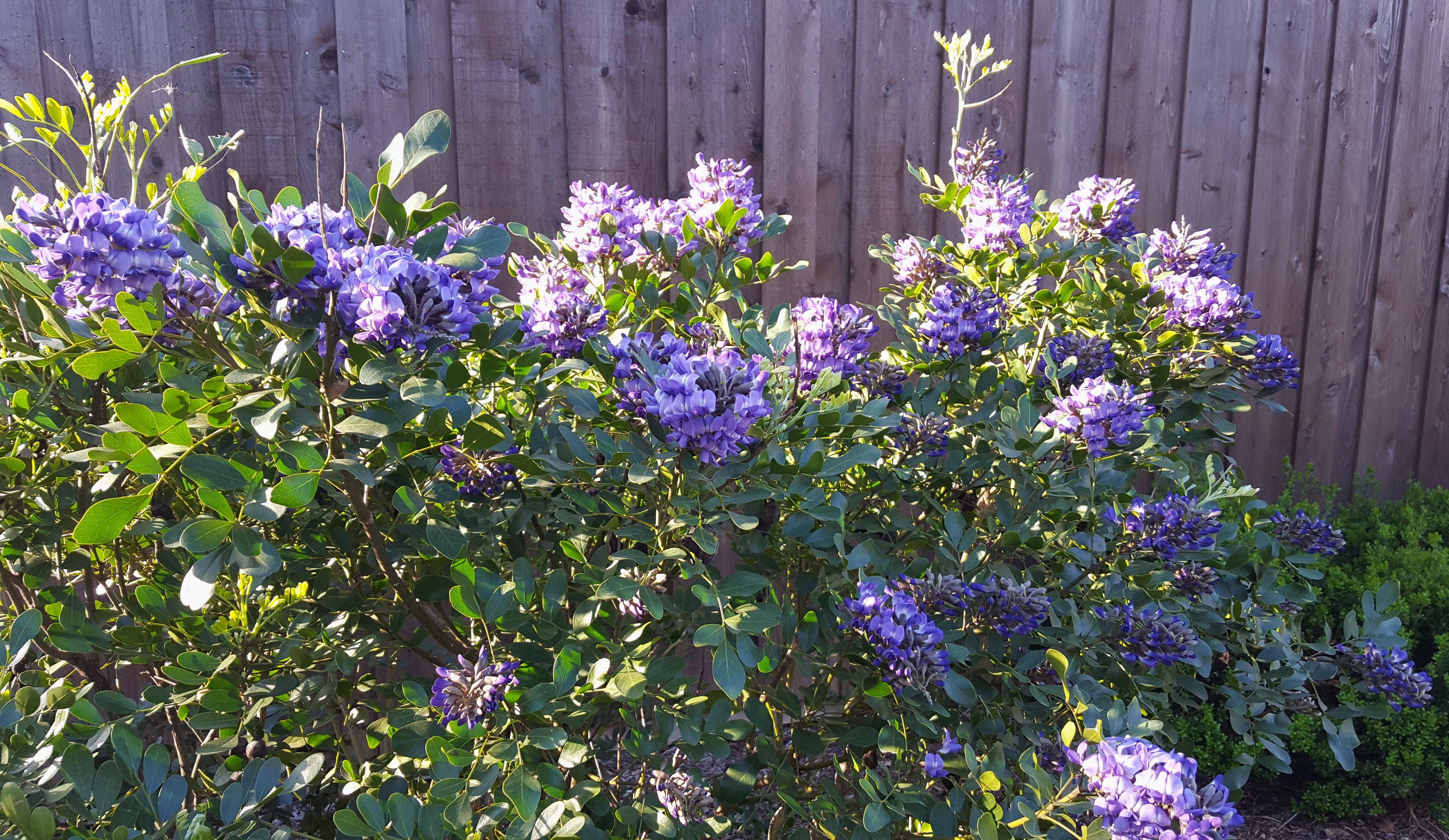 Texas mountain laurel (Sophora secundiflora)