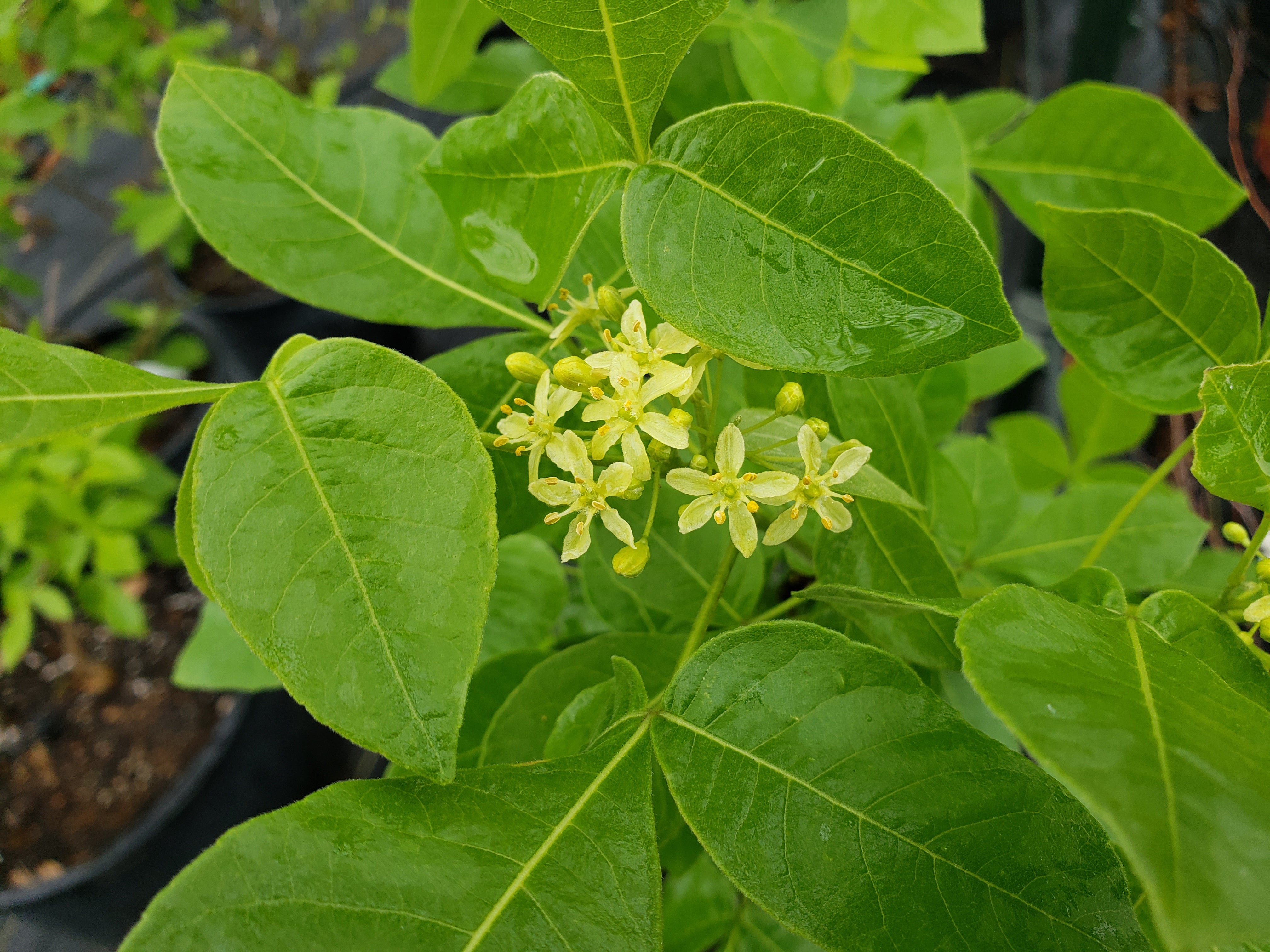 Ptelea trifoliata (Wafer Ash)