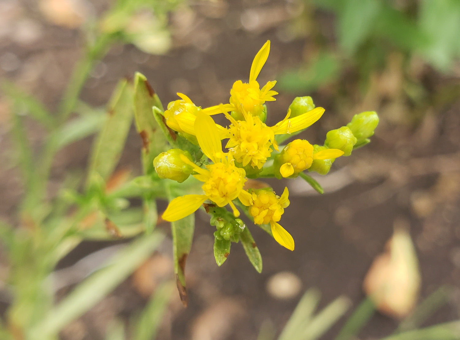 Solidago nitida (Shiny Goldenrod)