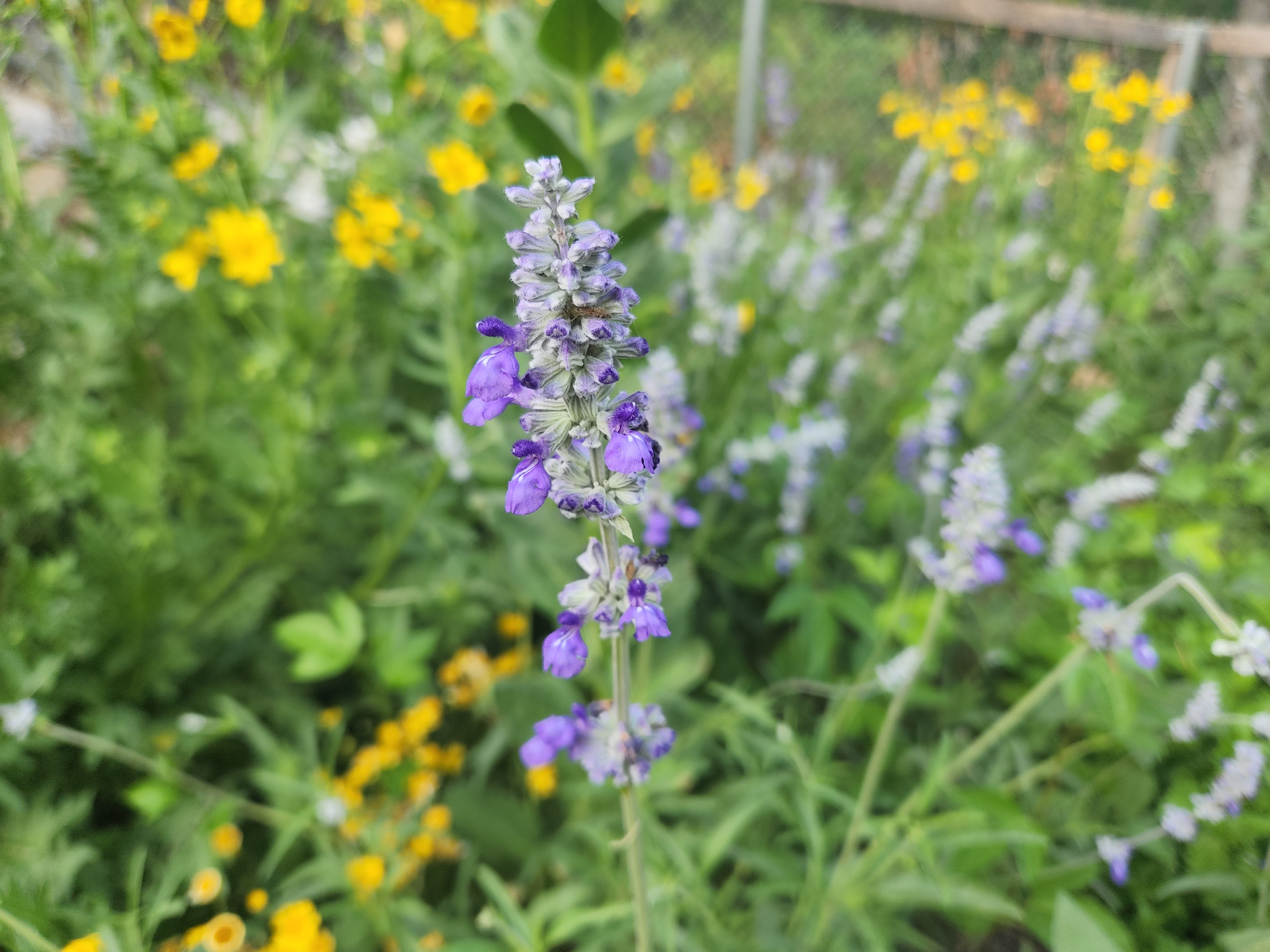 Salvia farinacea sp. (Mealy Blue Sage)