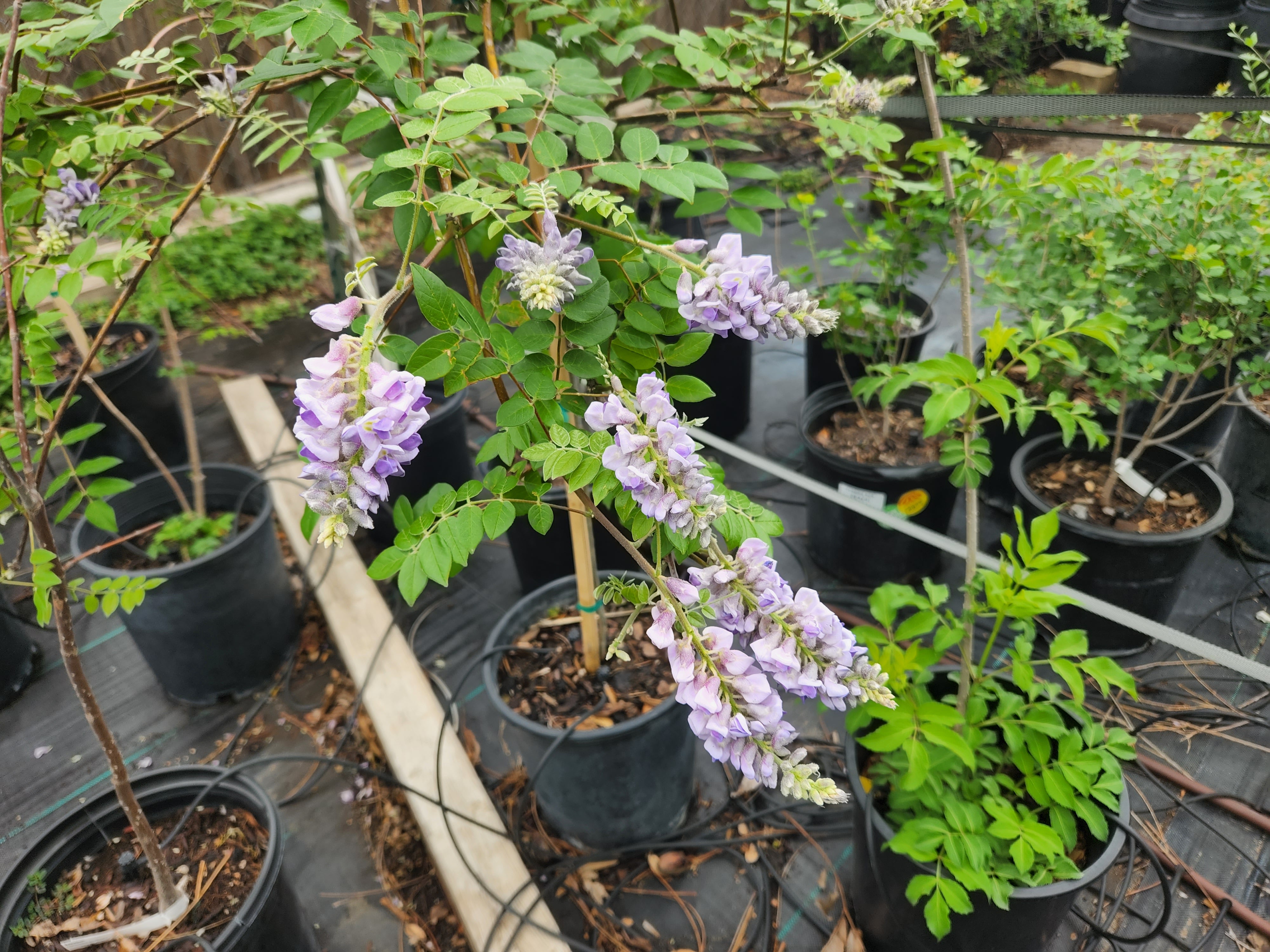 Wisteria frutescens (Texas Wisteria)