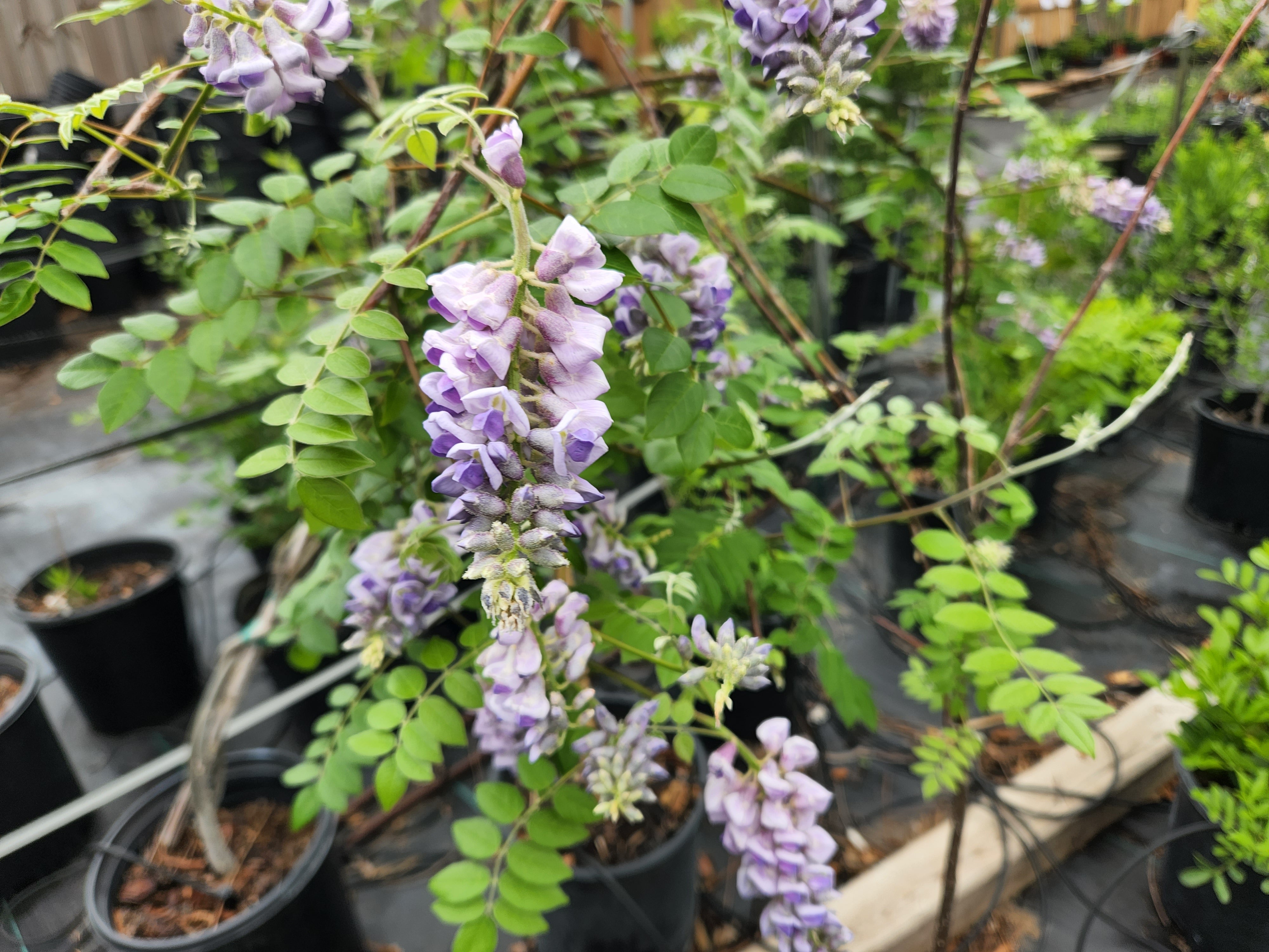 Wisteria frutescens (Texas Wisteria)