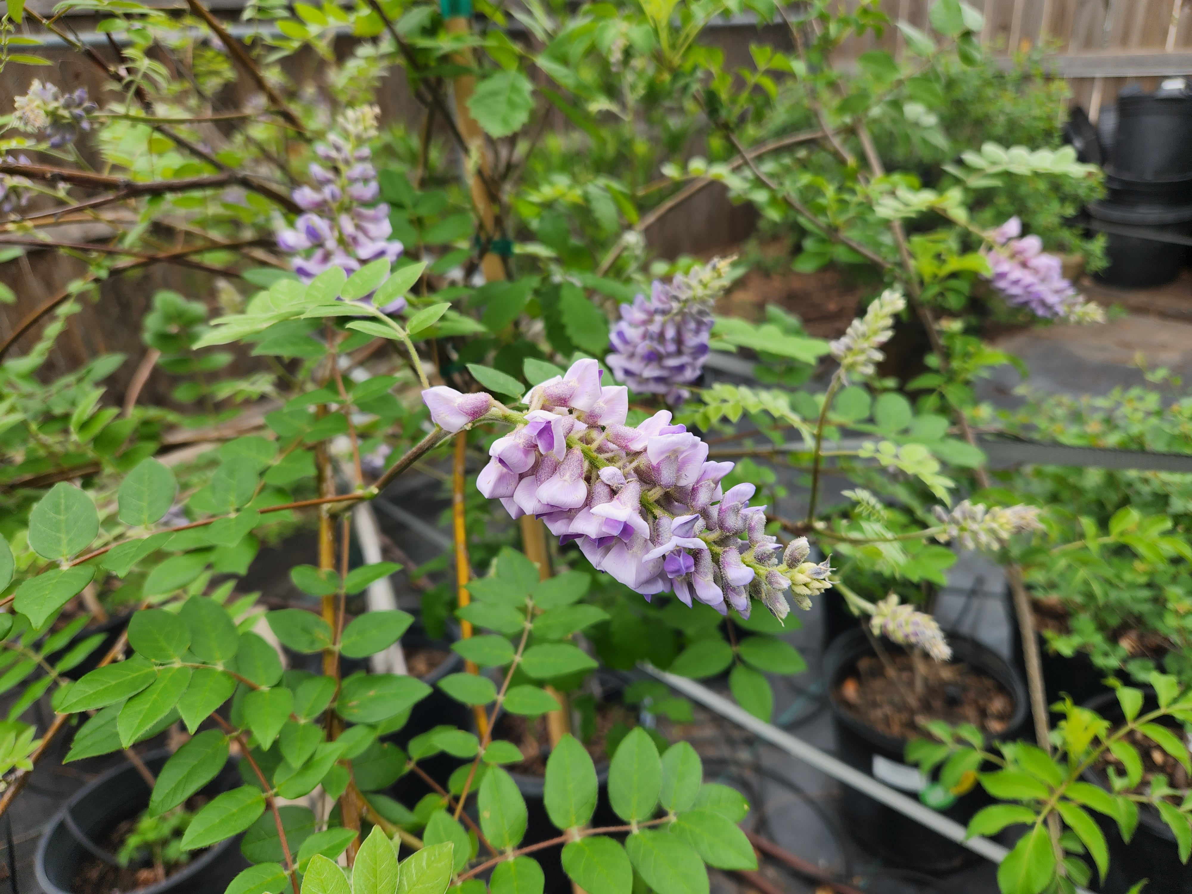 Wisteria frutescens (Texas Wisteria)