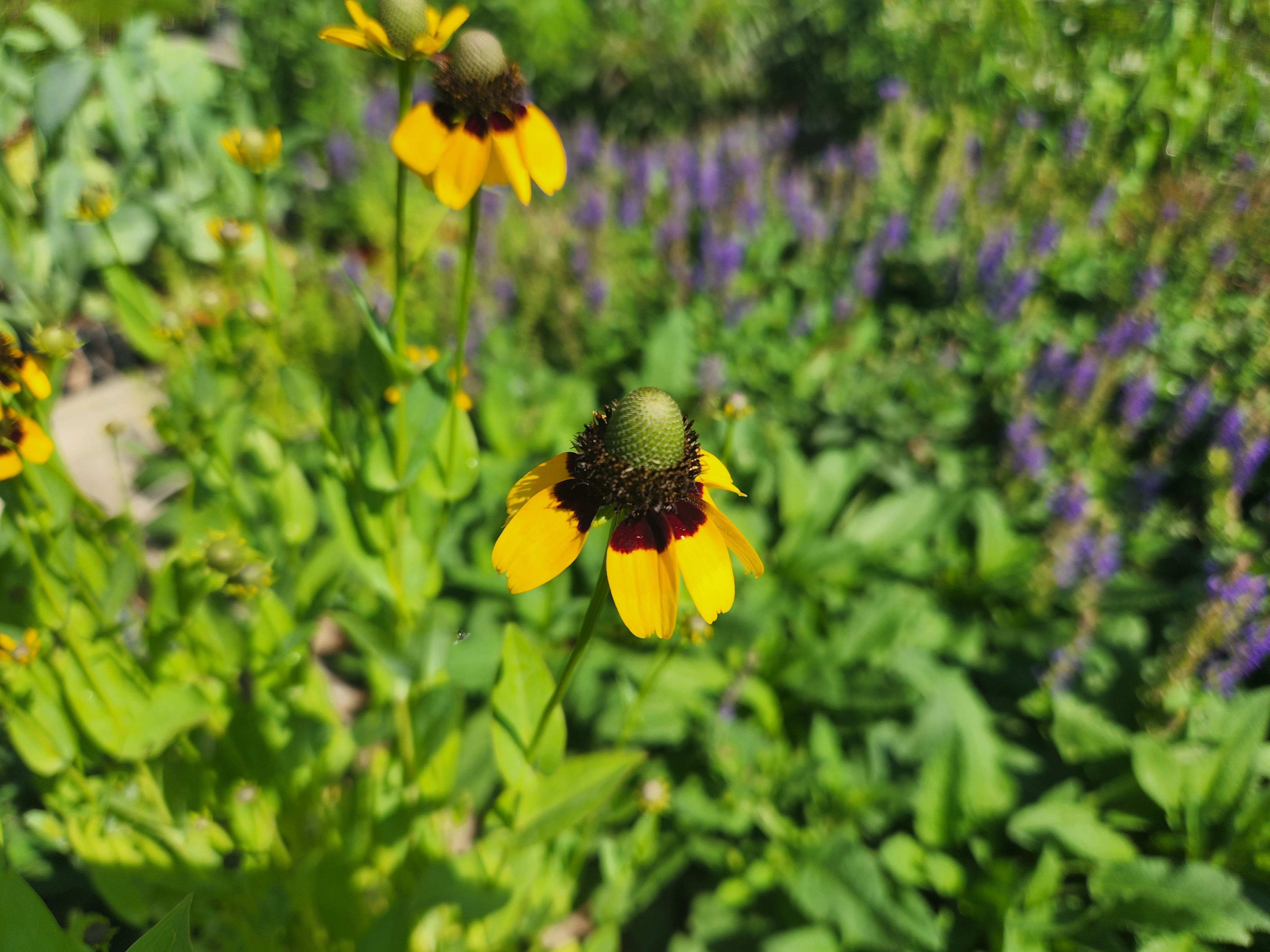 Rudbeckia amplexicaulis (Clasping Coneflower)
