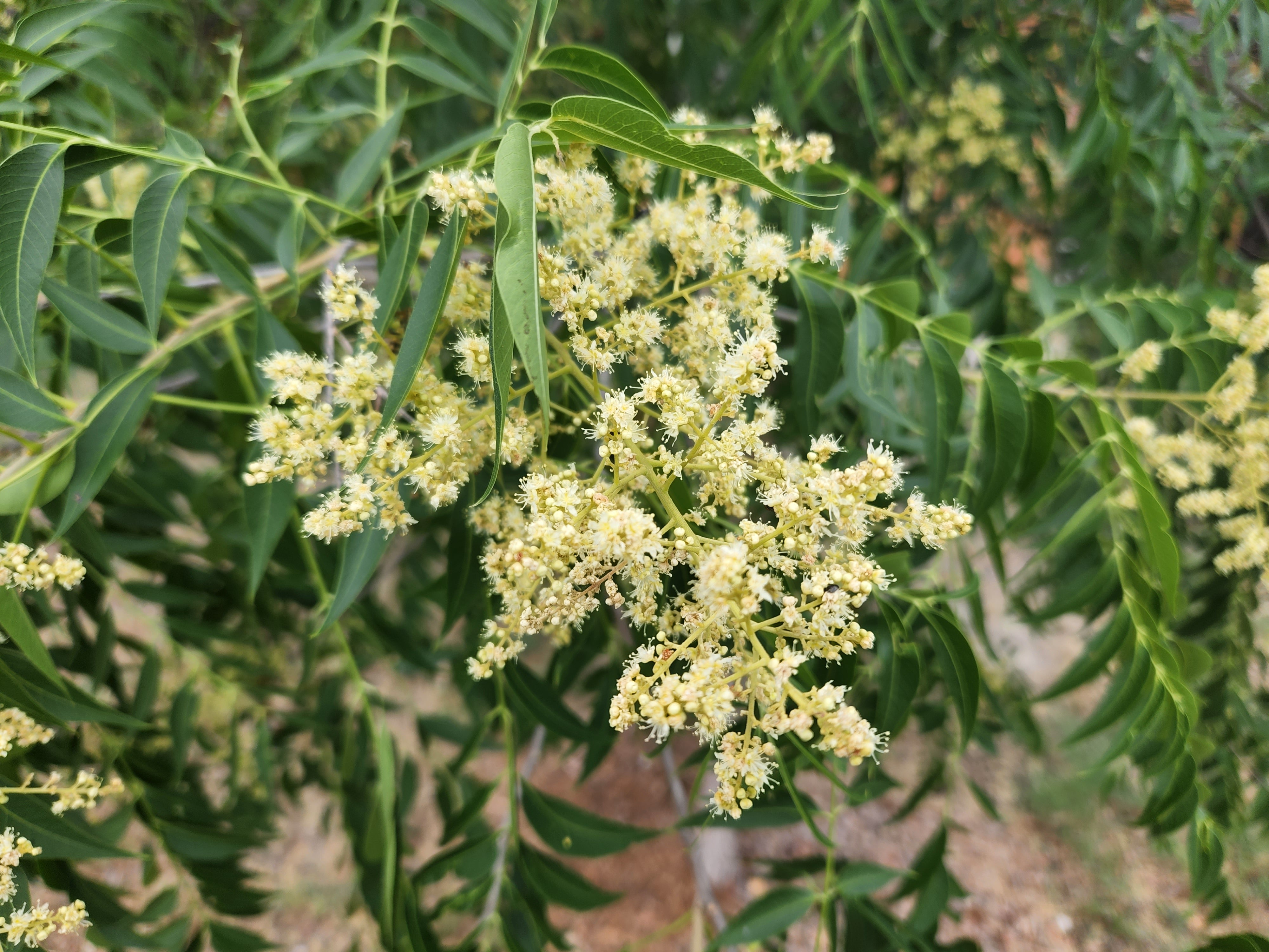 Sapindus saponaria var. drummondii (Western Soapberry)