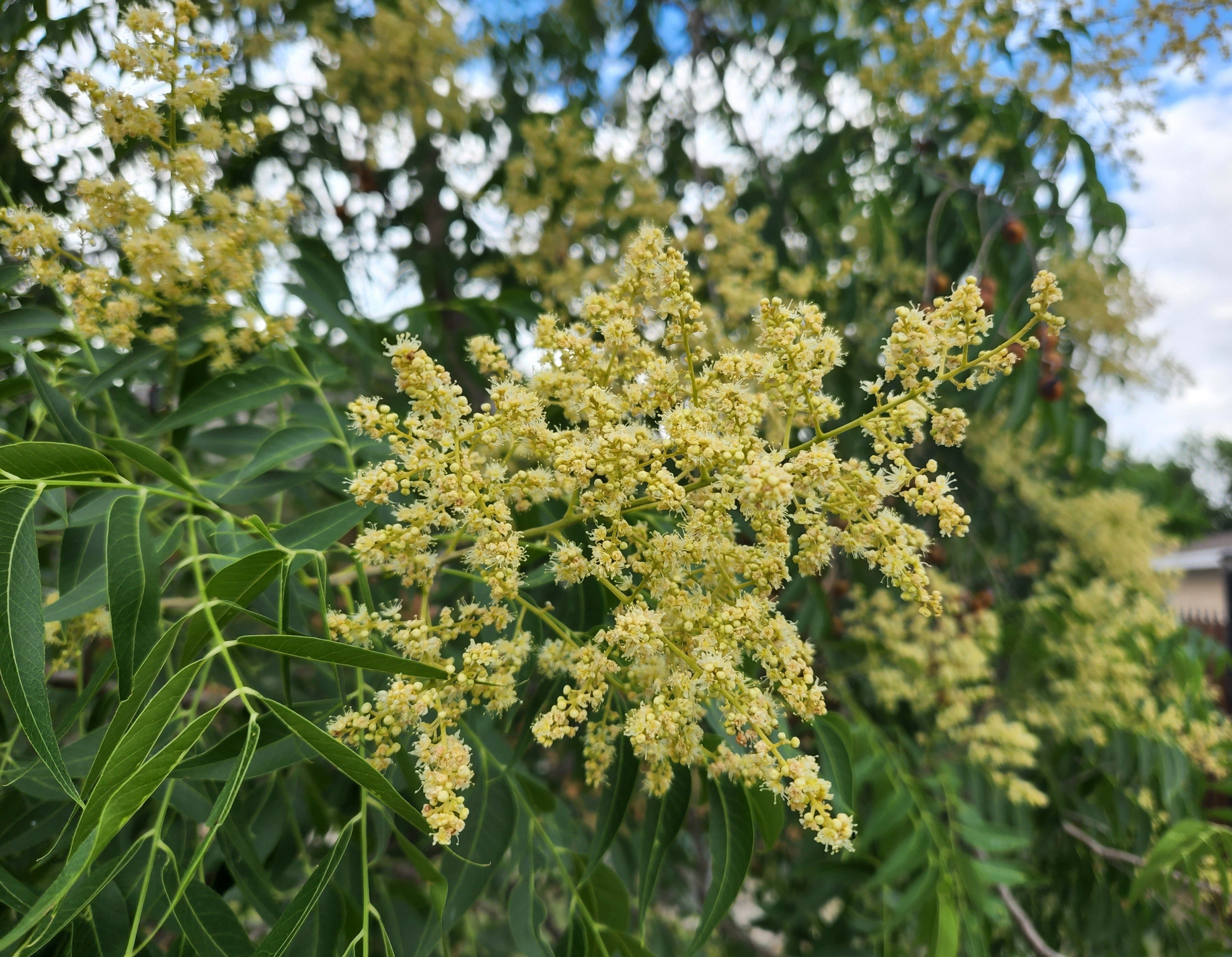 Sapindus saponaria var. drummondii (Western Soapberry)
