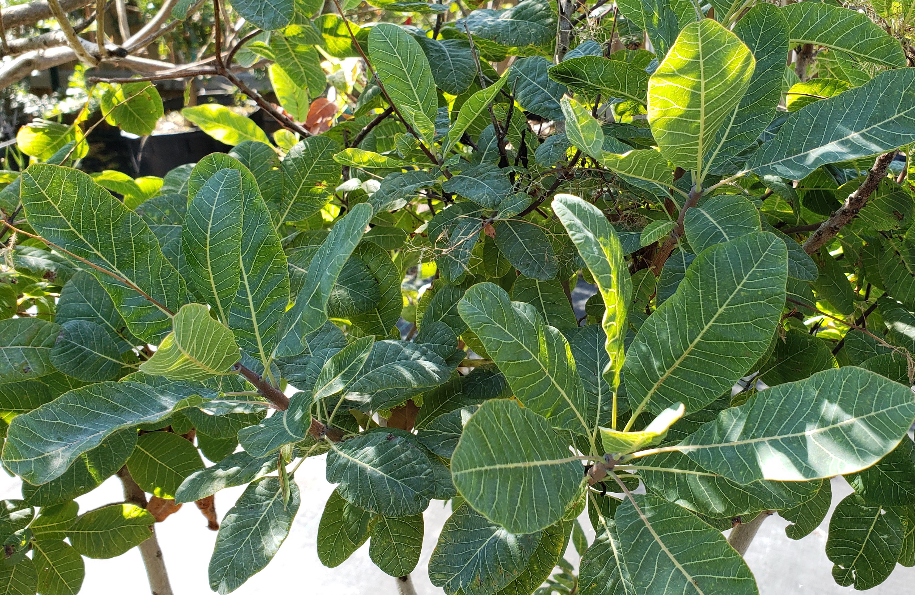 American Smoke Tree (Cotinus obovatus)
