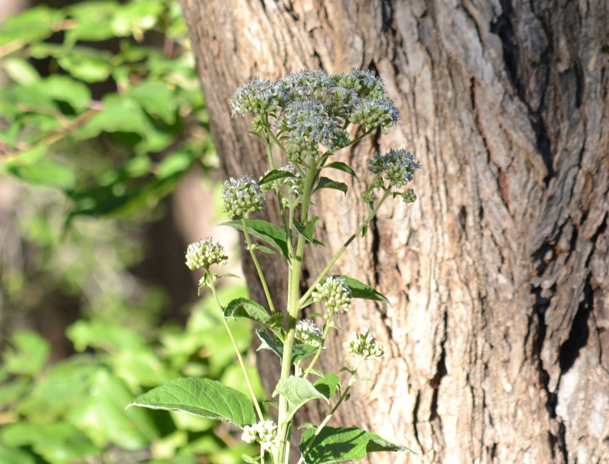 Verbesina virginica (Frostweed)
