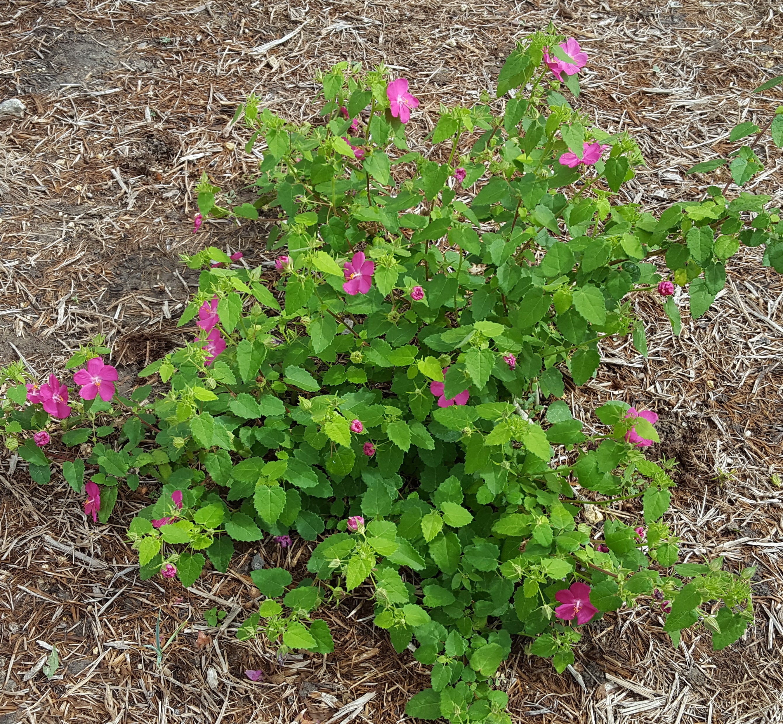 Pavonia lasiopetala (Rock Rose)