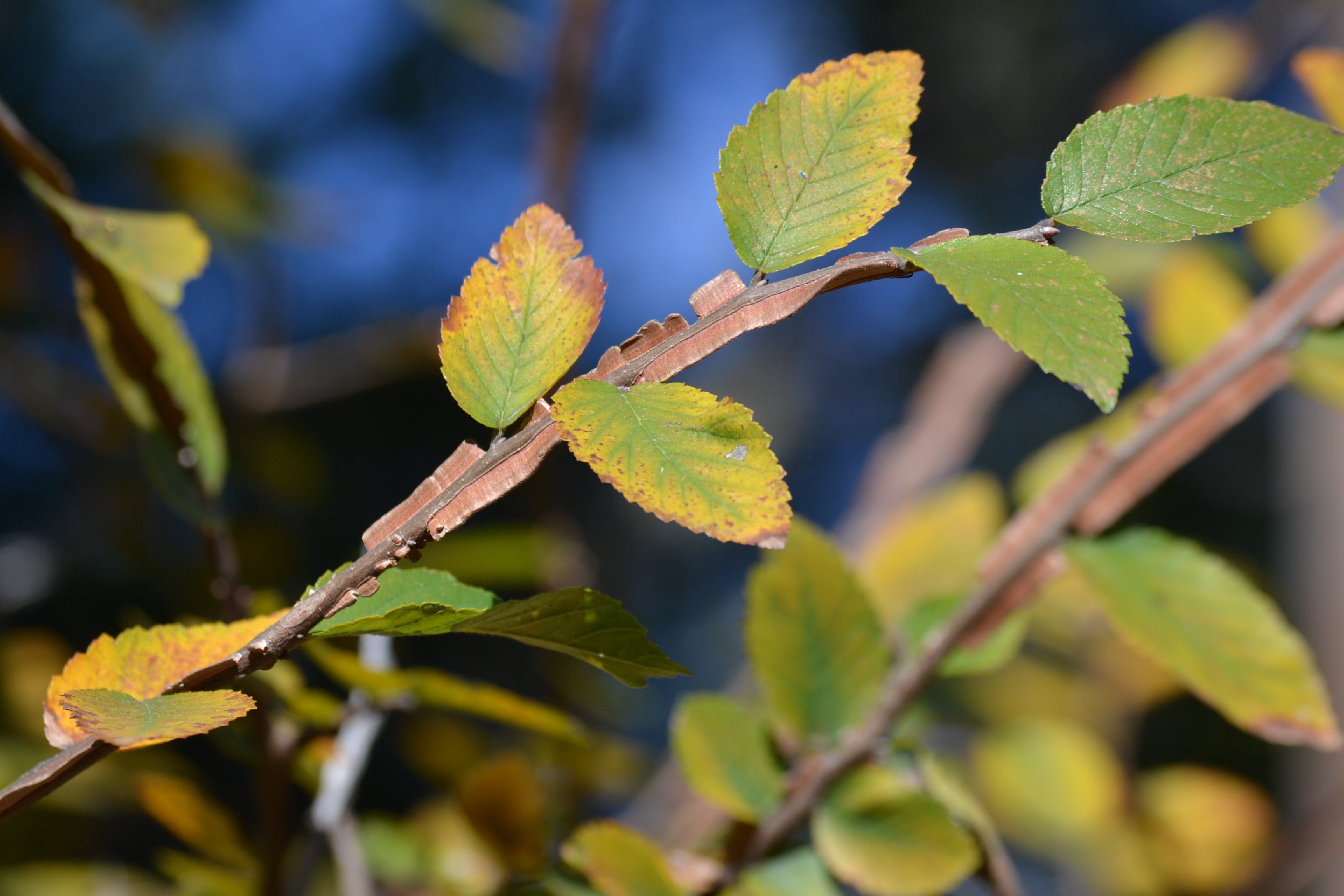 Ulmus crassifolia (Cedar Elm)
