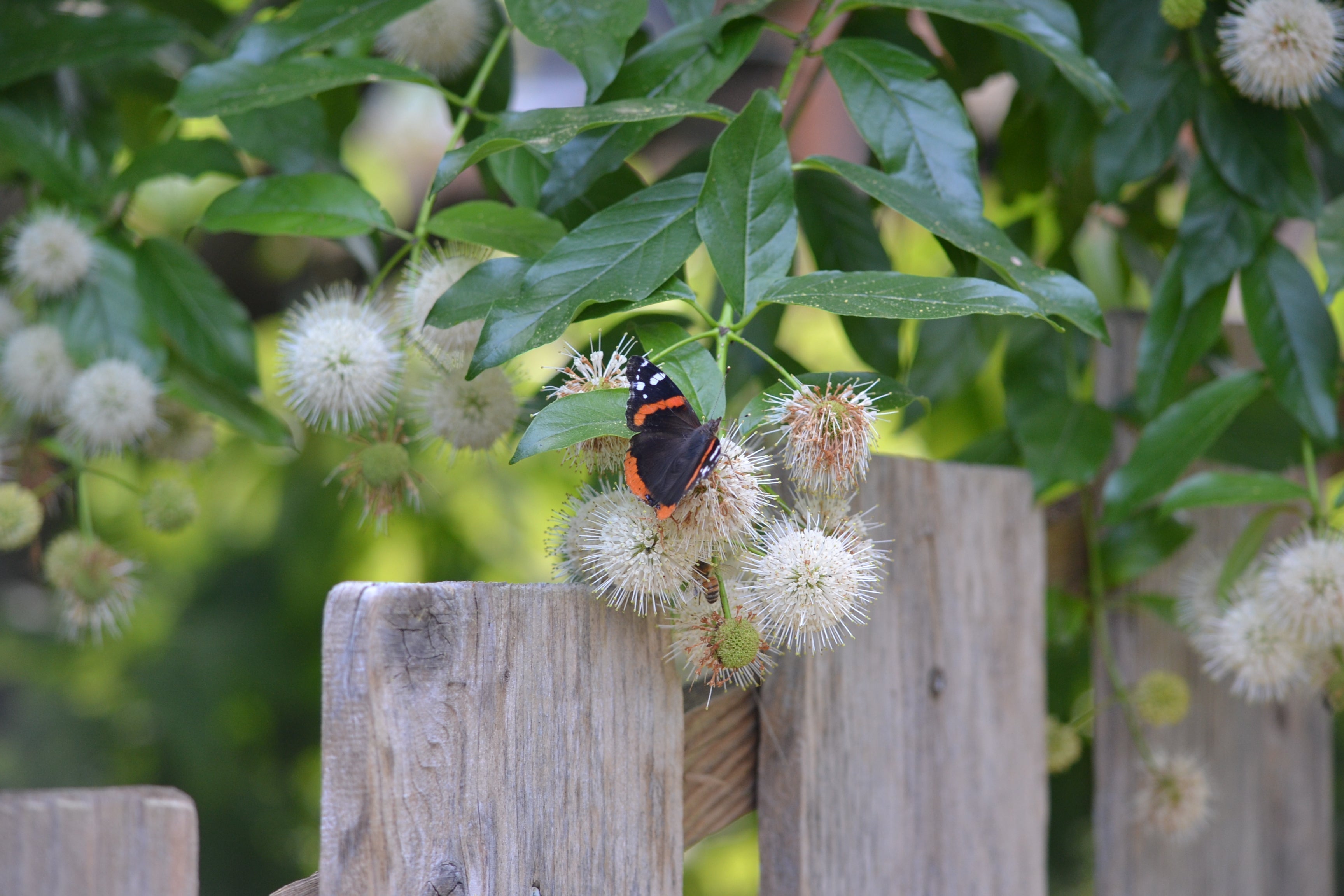 The Magical Beauty of Buttonbush