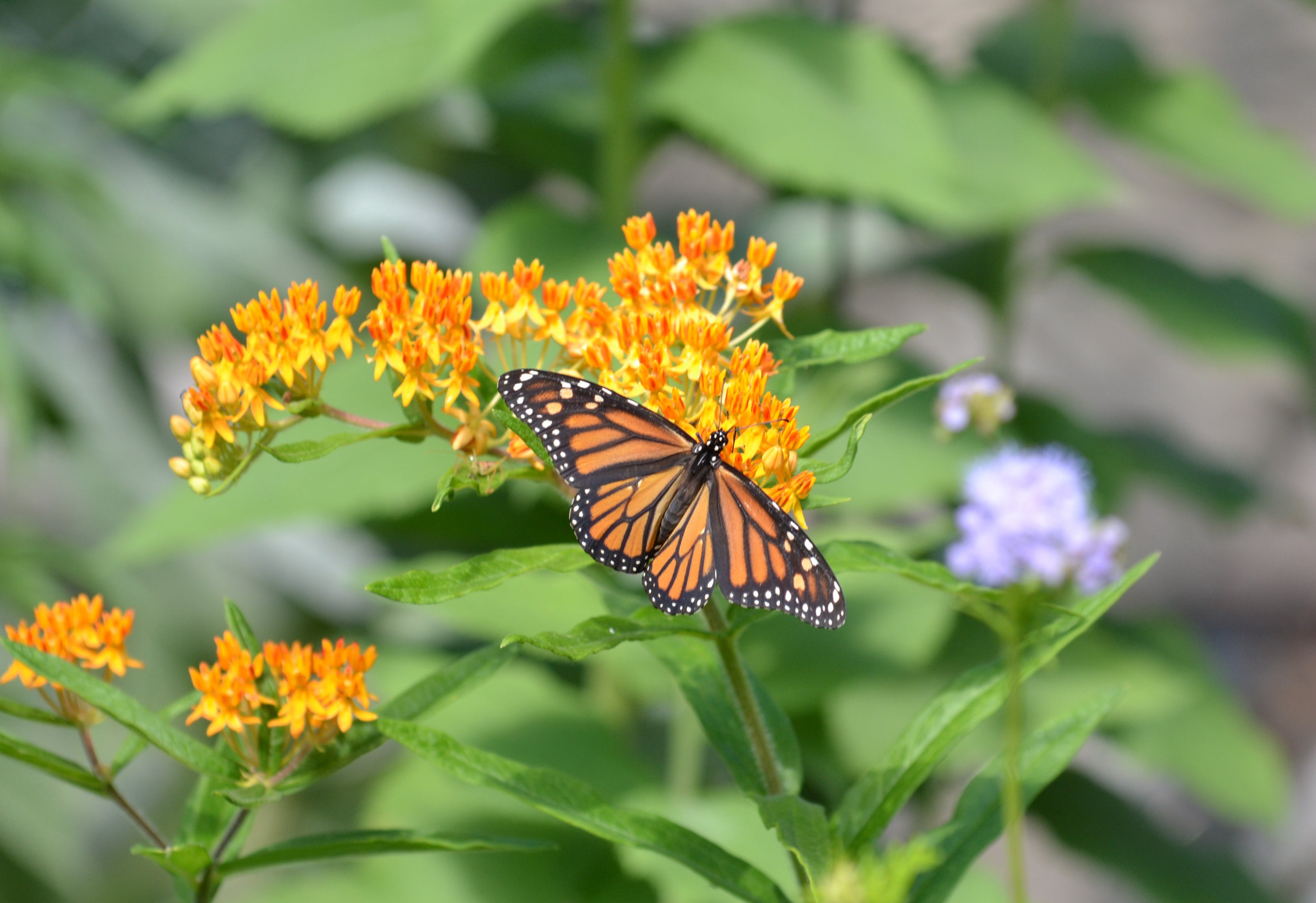Plants for monarch butterflies