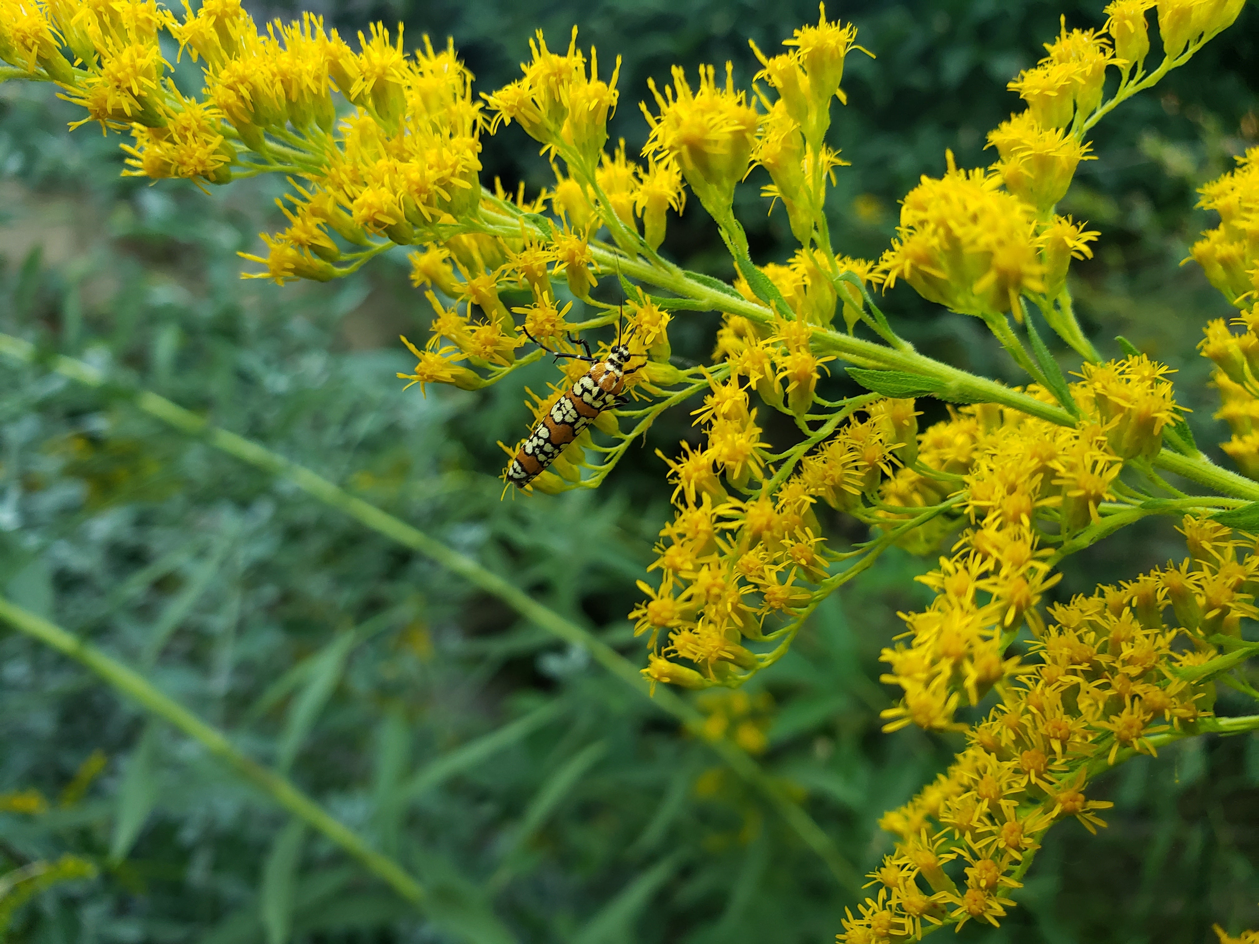 Solidago altissima (Tall Goldenrod)